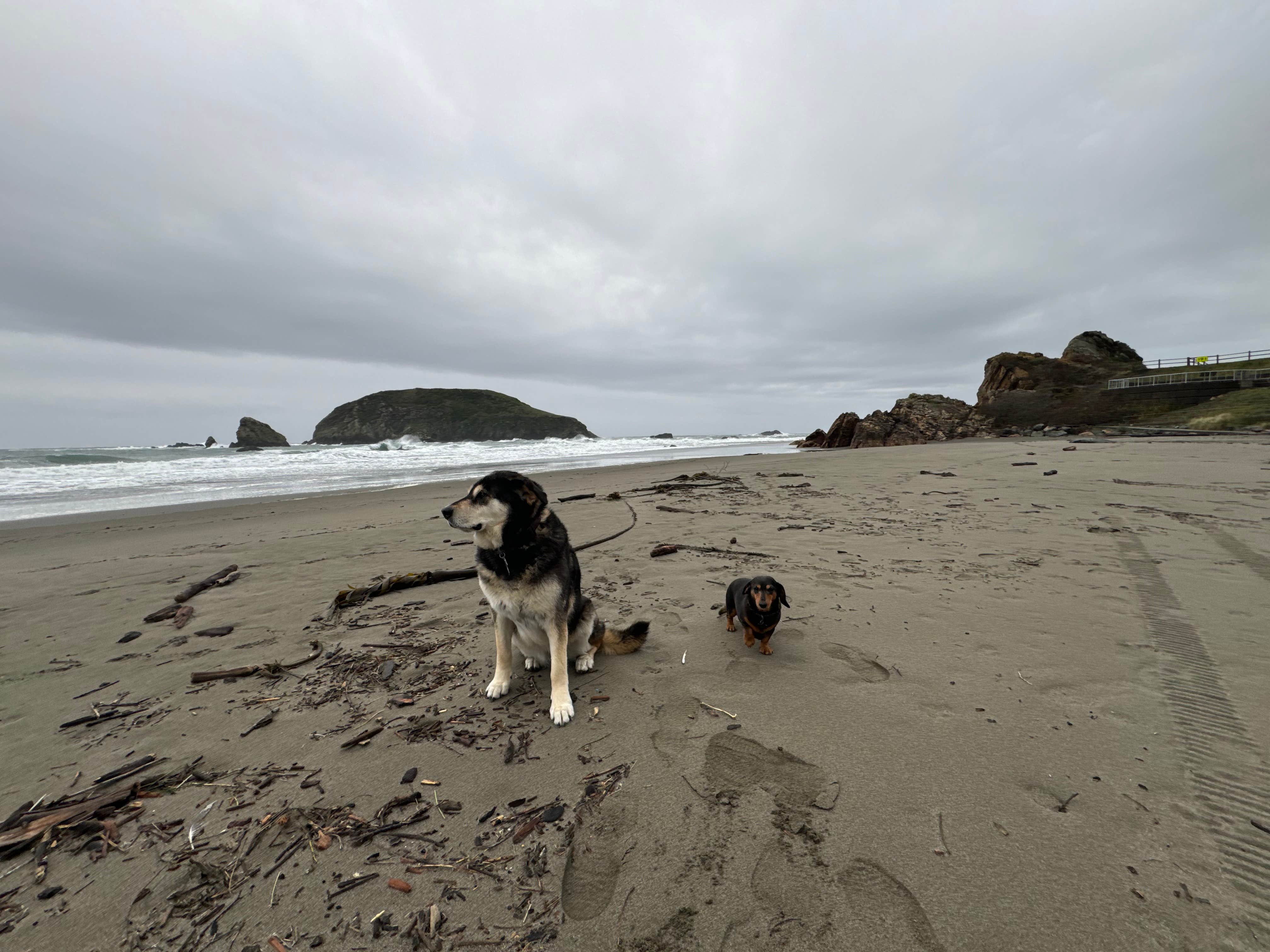 Cable A.'s photo of camping with pets at Harris Beach State Park Campground in Oregon
