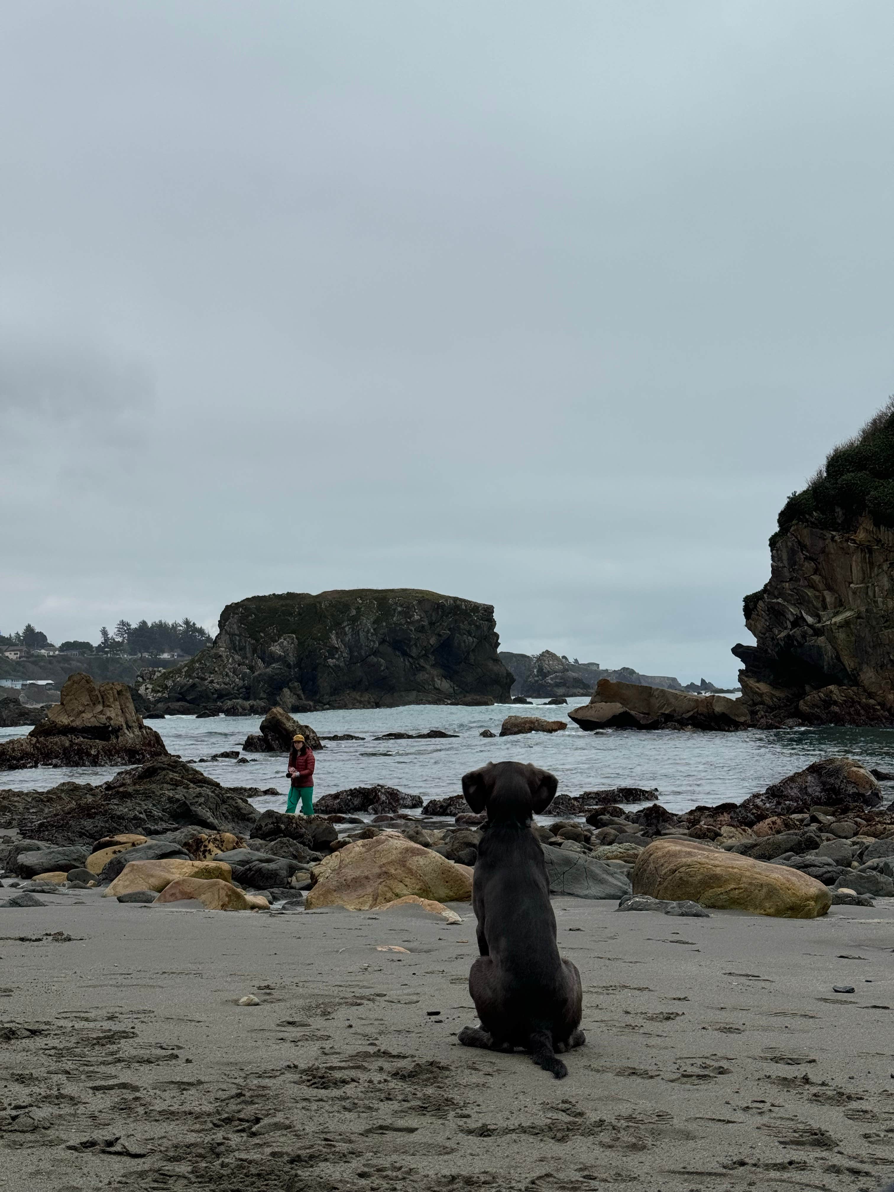 Jackie  H.'s photo of camping with pets at Harris Beach State Park Campground near Agness, OR