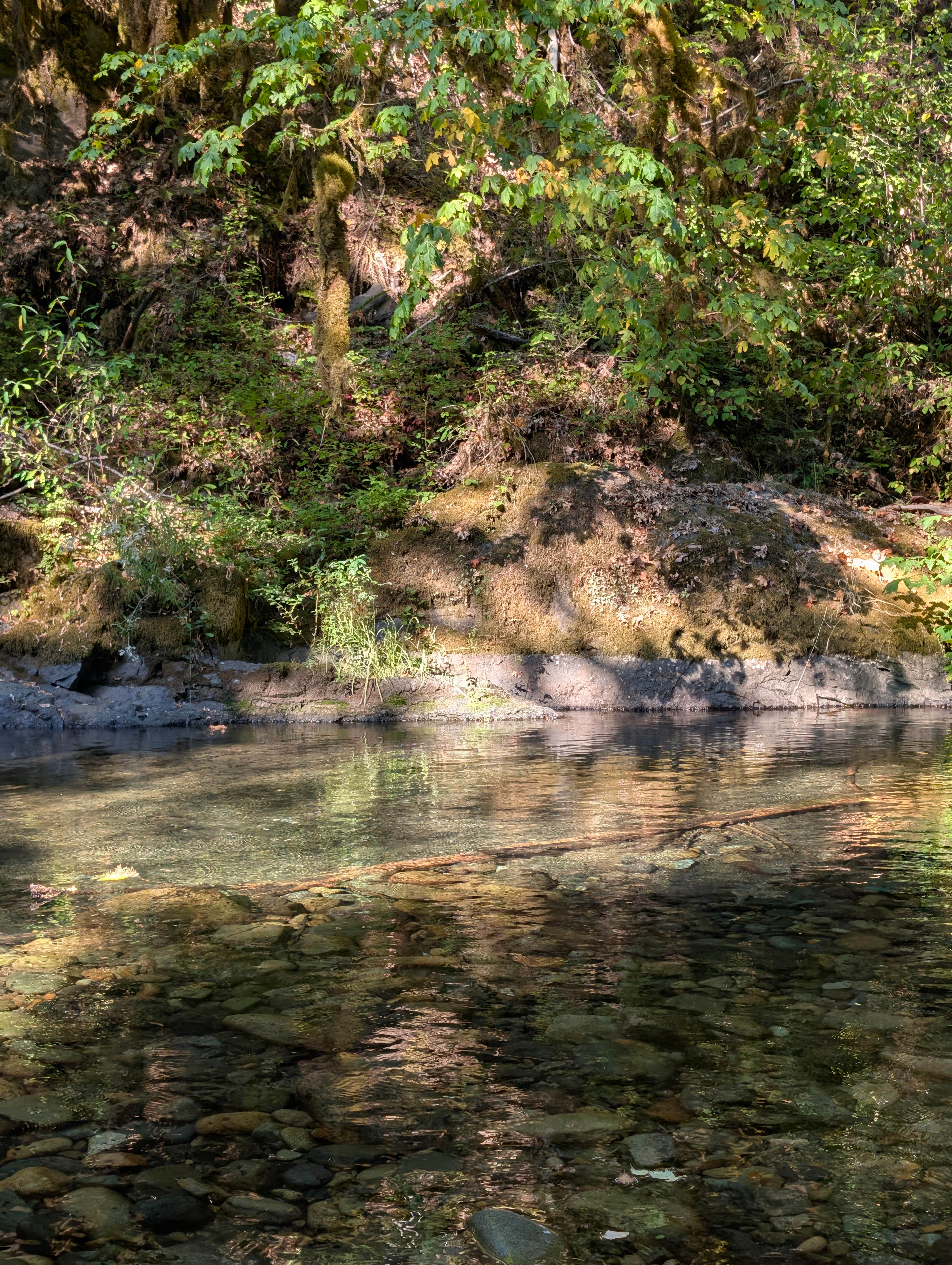 Camper-submitted photo at Hobo Camp Campground near Westfir, OR
