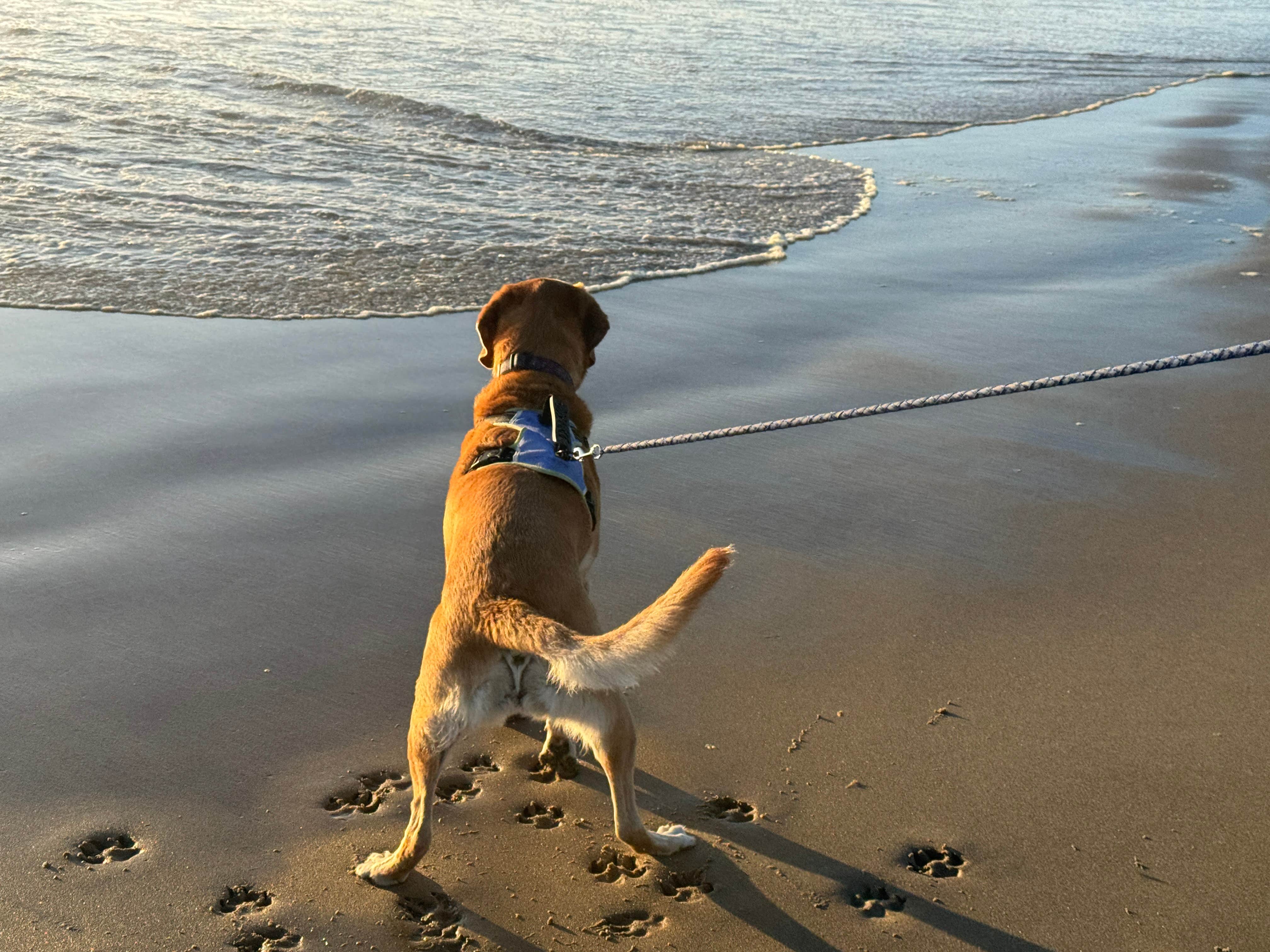 Paula S.'s photo of camping with pets at Horsfall Beach near Siuslaw National Forest