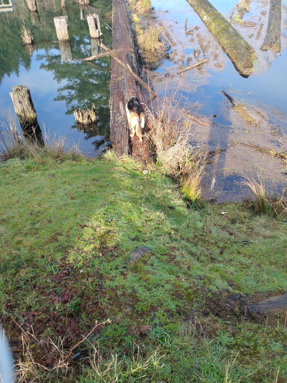 Ryan W.'s photo of camping with pets at Hult Pond near Corvallis, OR