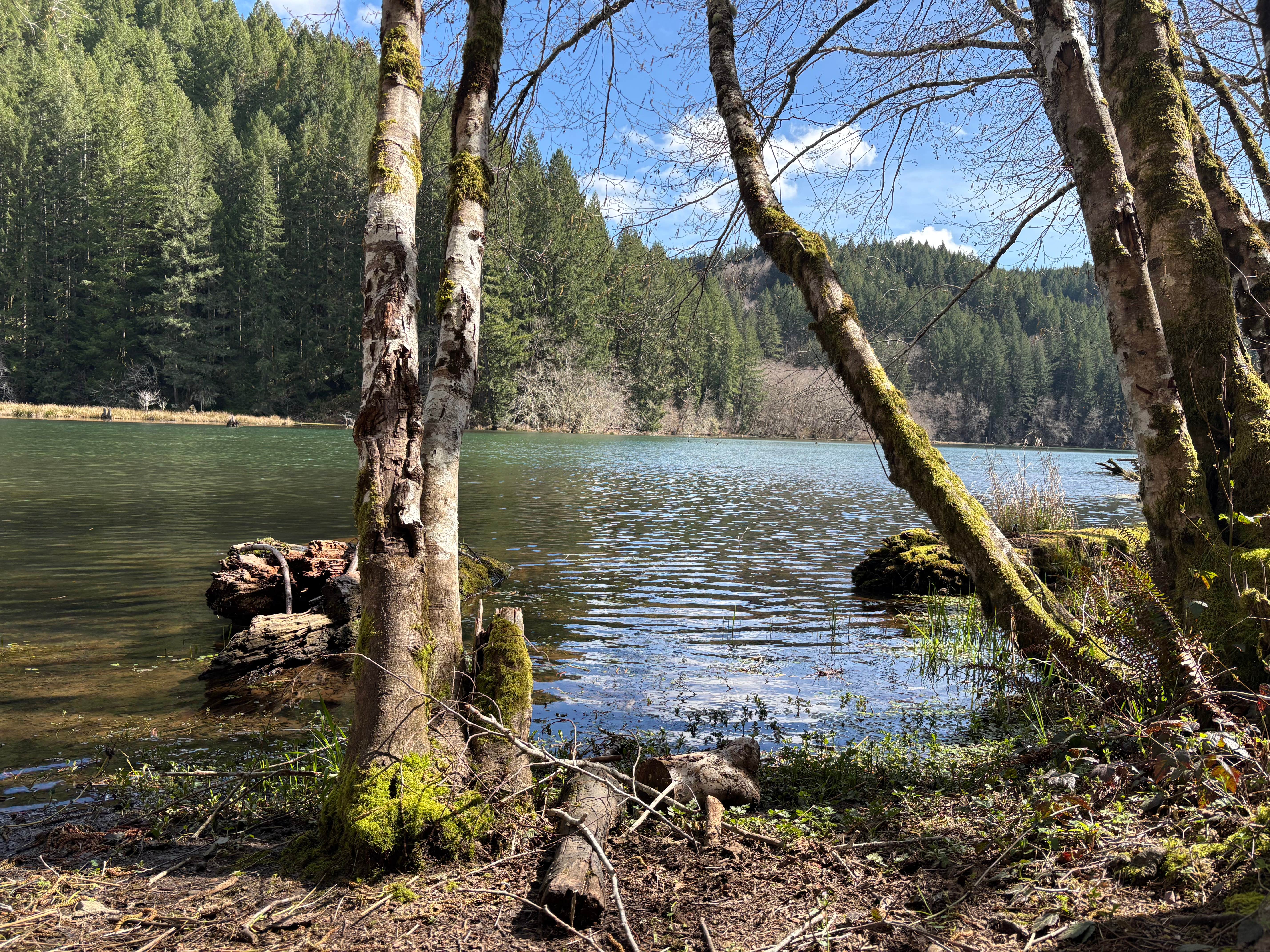 Nicki G.'s photo of a dispersed camping area at Hult Pond near Florence, OR