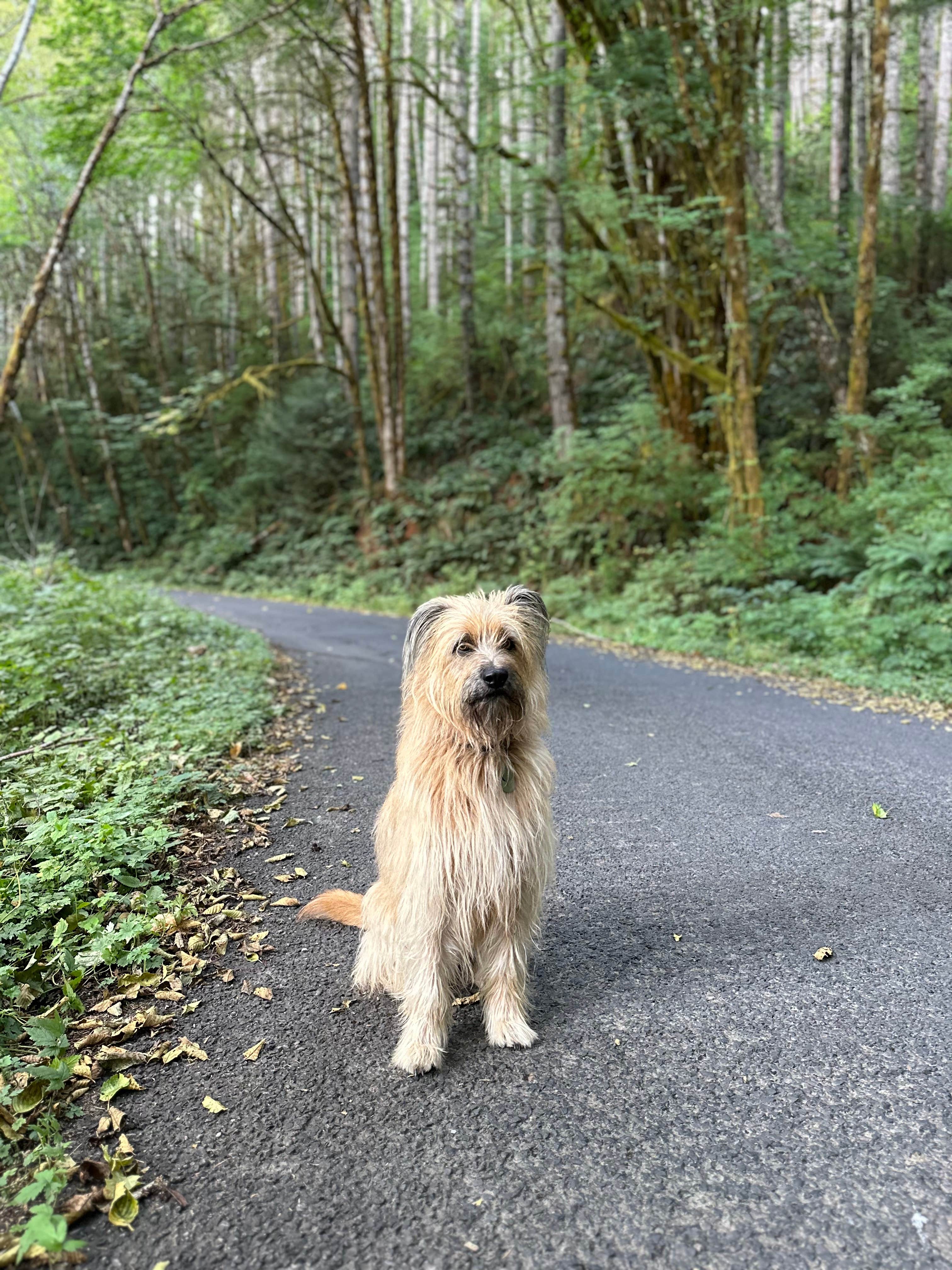 Eric C.'s photo of camping with pets at Hult Pond near Springfield, OR
