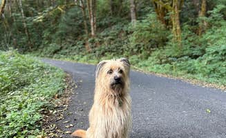 Eric C.'s photo of camping with pets at Hult Pond near Springfield, OR