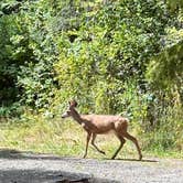 Review photo of Hurricane Creek Campground by Deb H., August 22, 2024