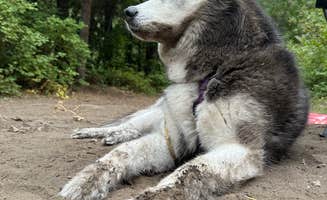 Kaitlyn P.'s photo of camping with pets at Hurricane Creek Campground near Wallowa-Whitman National Forest
