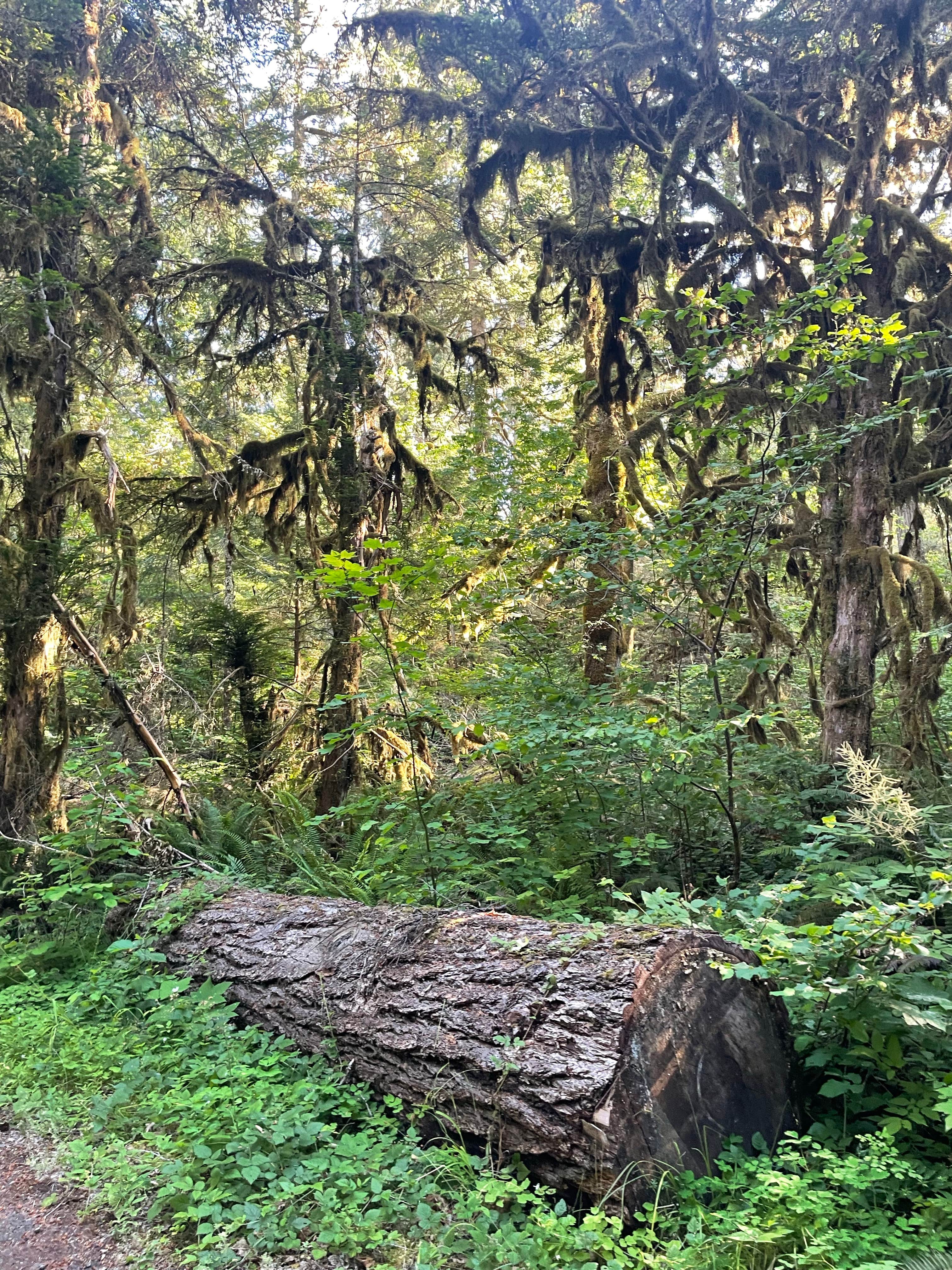 Camper-submitted photo at Kiahanie Campground near Oakridge, OR