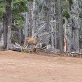 Review photo of Lava Camp Lake Campground by Deb H., September 8, 2024