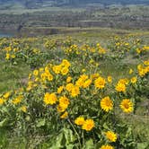 Review photo of Memaloose State Park Campground by Caitlyn R., April 18, 2025