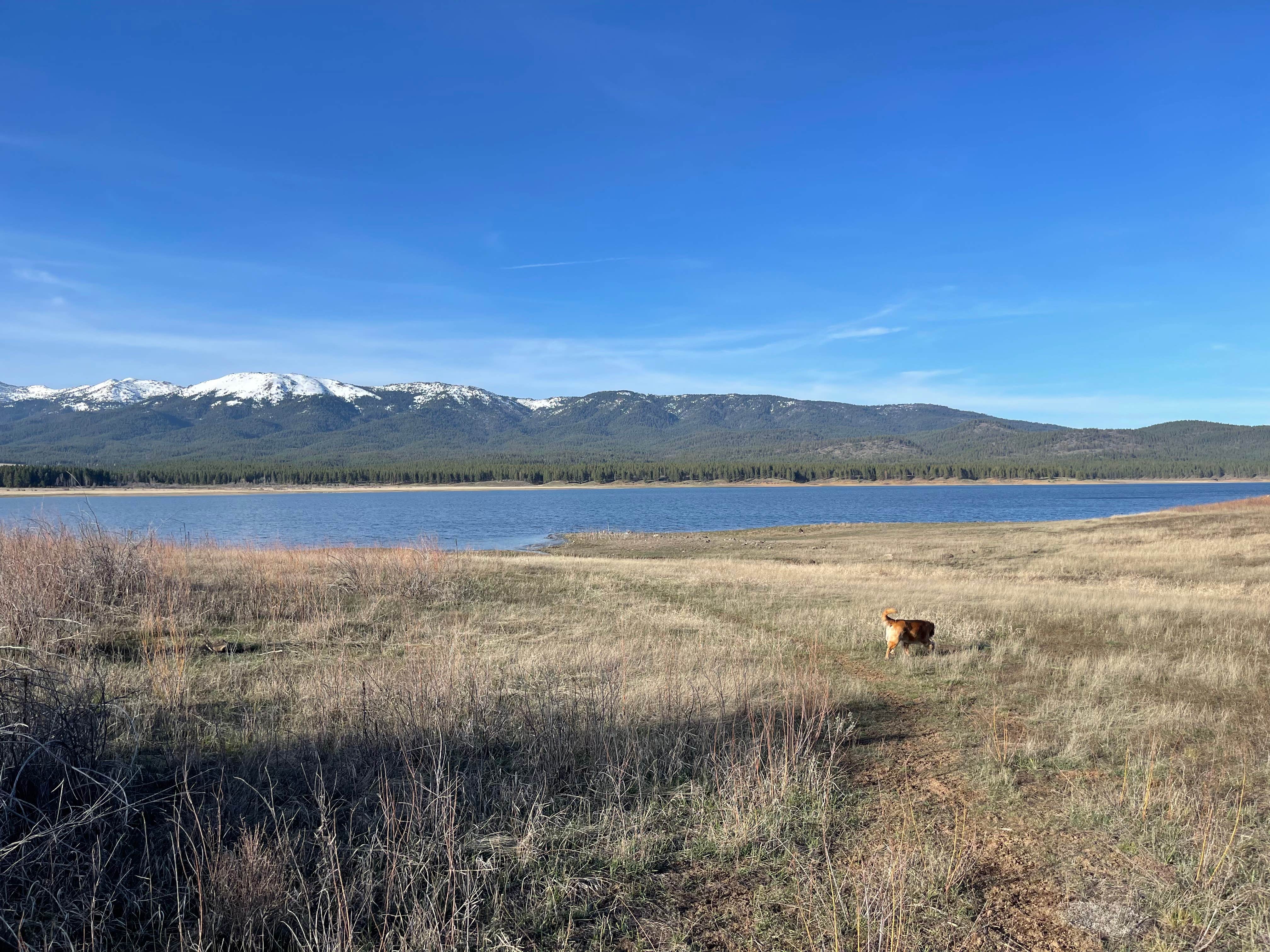 James W.'s photo of camping with pets at Millers Lane near Baker City, OR