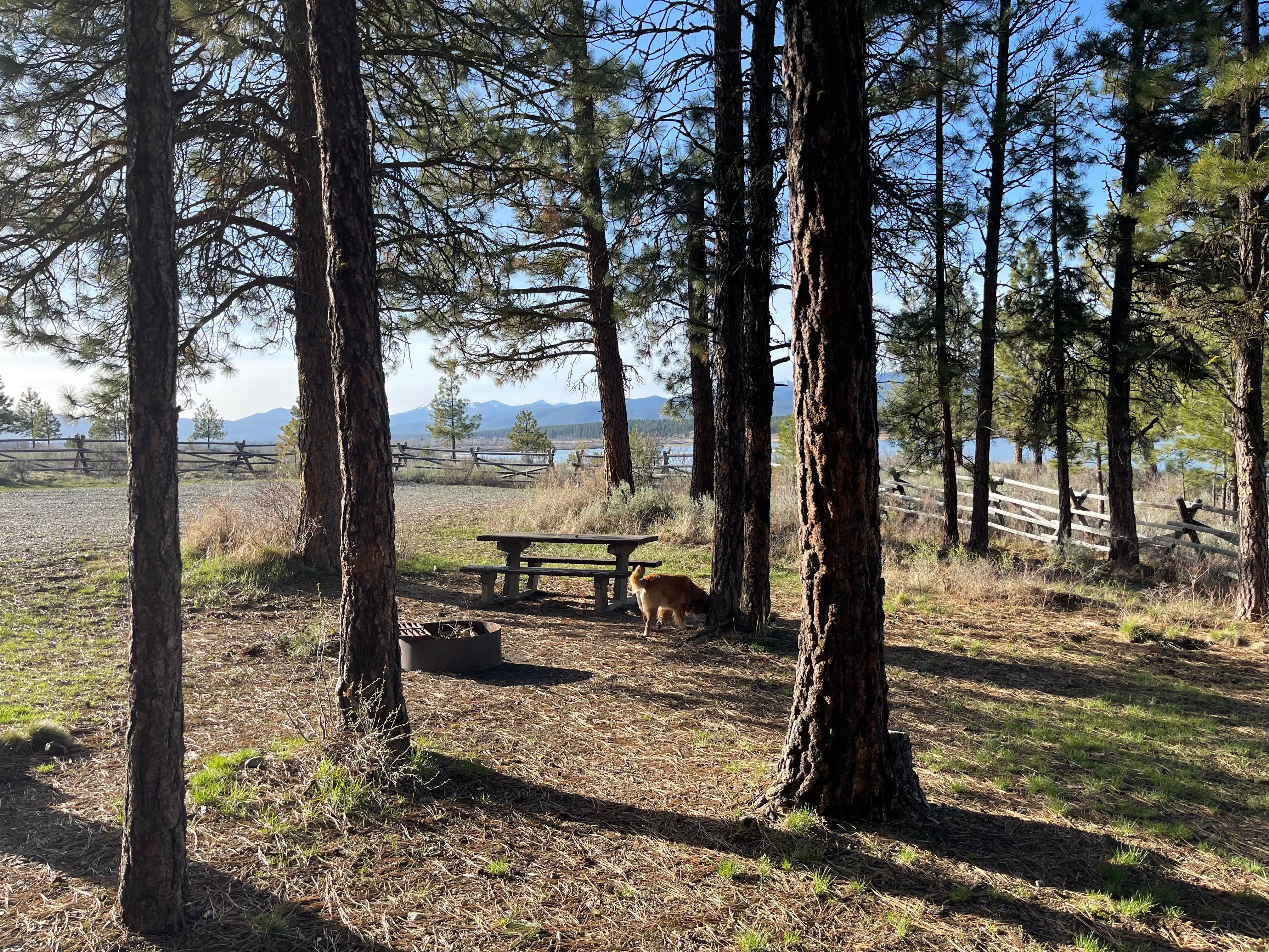 James W.'s photo of camping with pets at Millers Lane near Prairie City, OR
