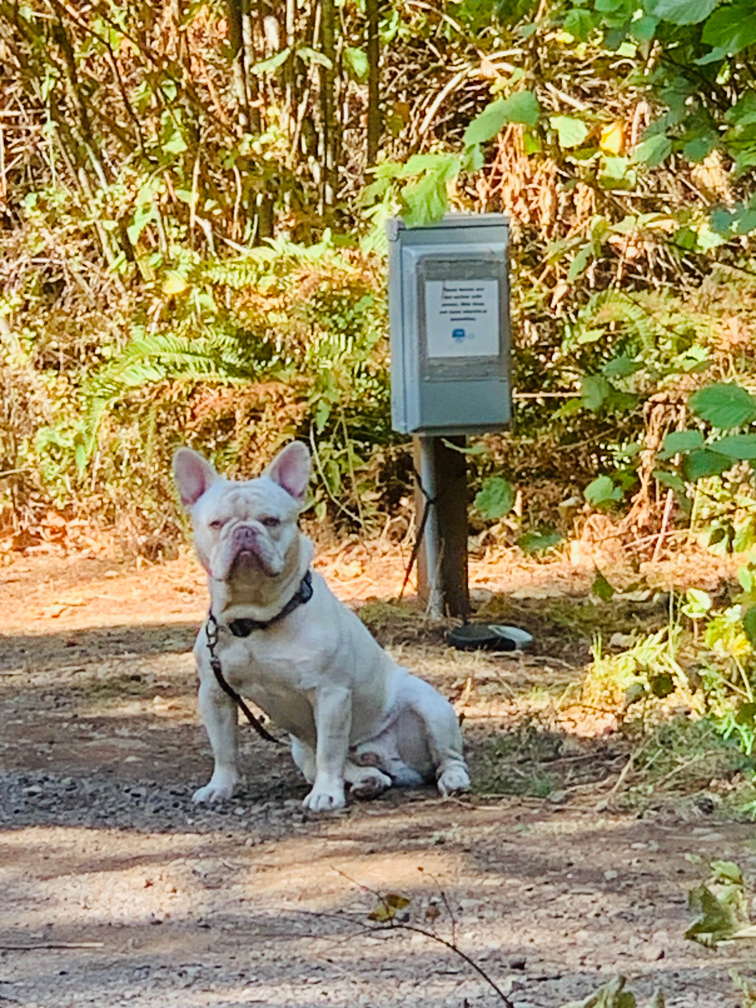 S. Renae M.'s photo of camping with pets at Milo McIver State Park Campground near Gervais, OR