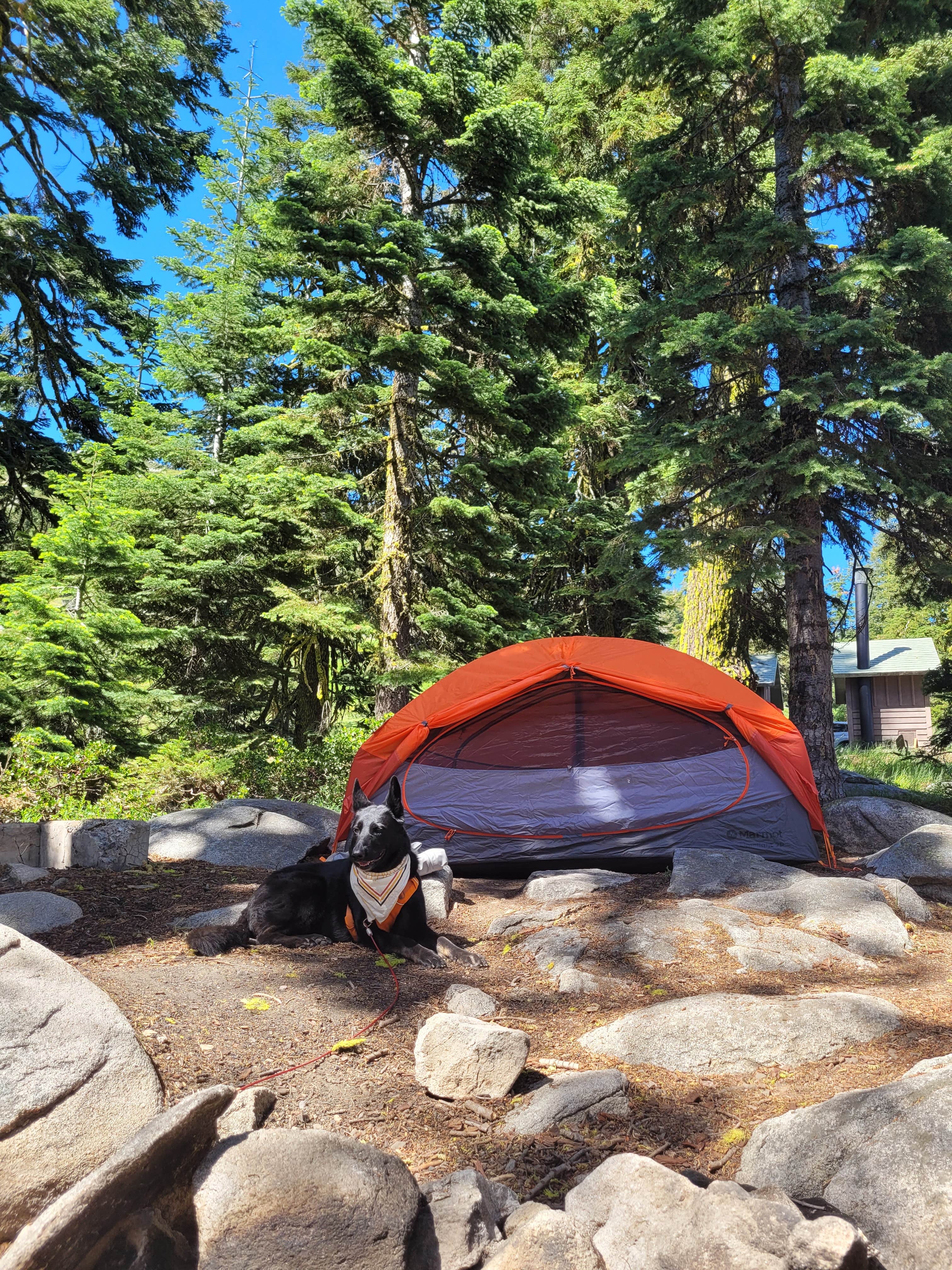 Michelle C.'s photo of tent camping at Mount Ashland Campground near White City, OR