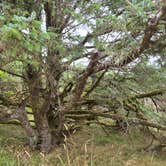 Review photo of Nehalem Bay State Park Campground by Steve M., August 24, 2025