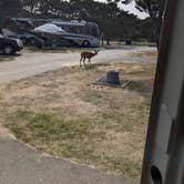Review photo of Nehalem Bay State Park Campground by GG Z., September 5, 2025