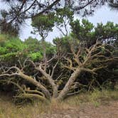 Review photo of Nehalem Bay State Park Campground by Steve M., August 24, 2025