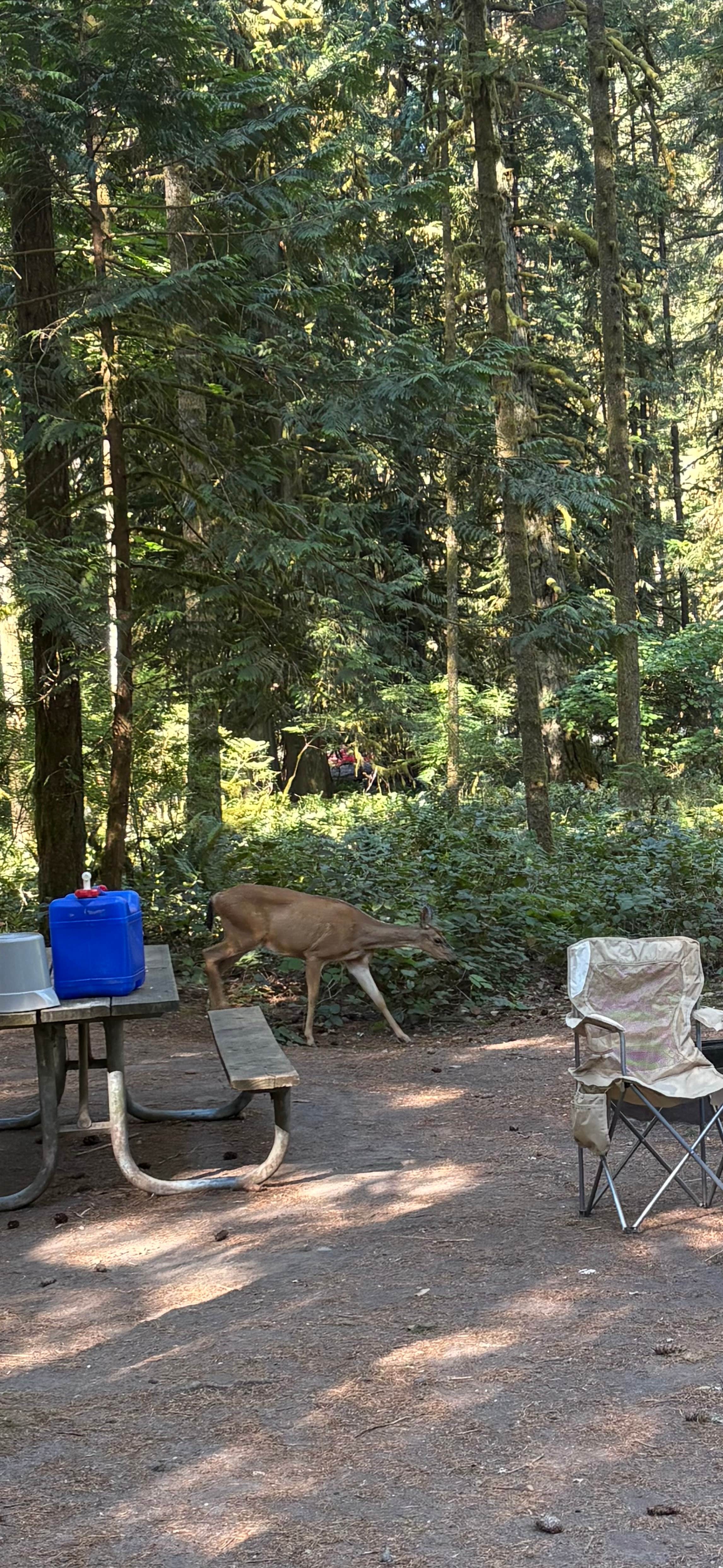 Aimee H.'s photo at Oxbow Regional Park near Battle Ground, WA