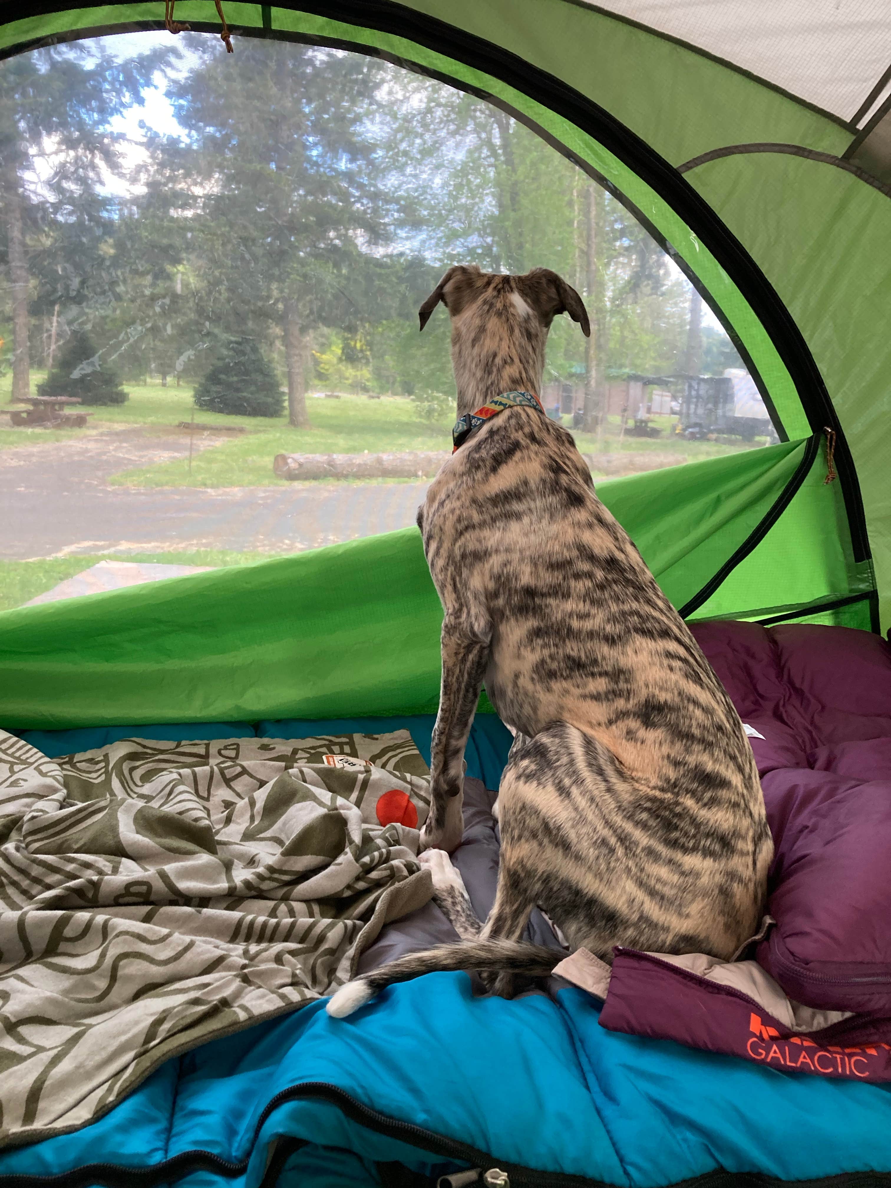 Jill R.'s photo at Pine Meadows Campground near Cottage Grove, OR