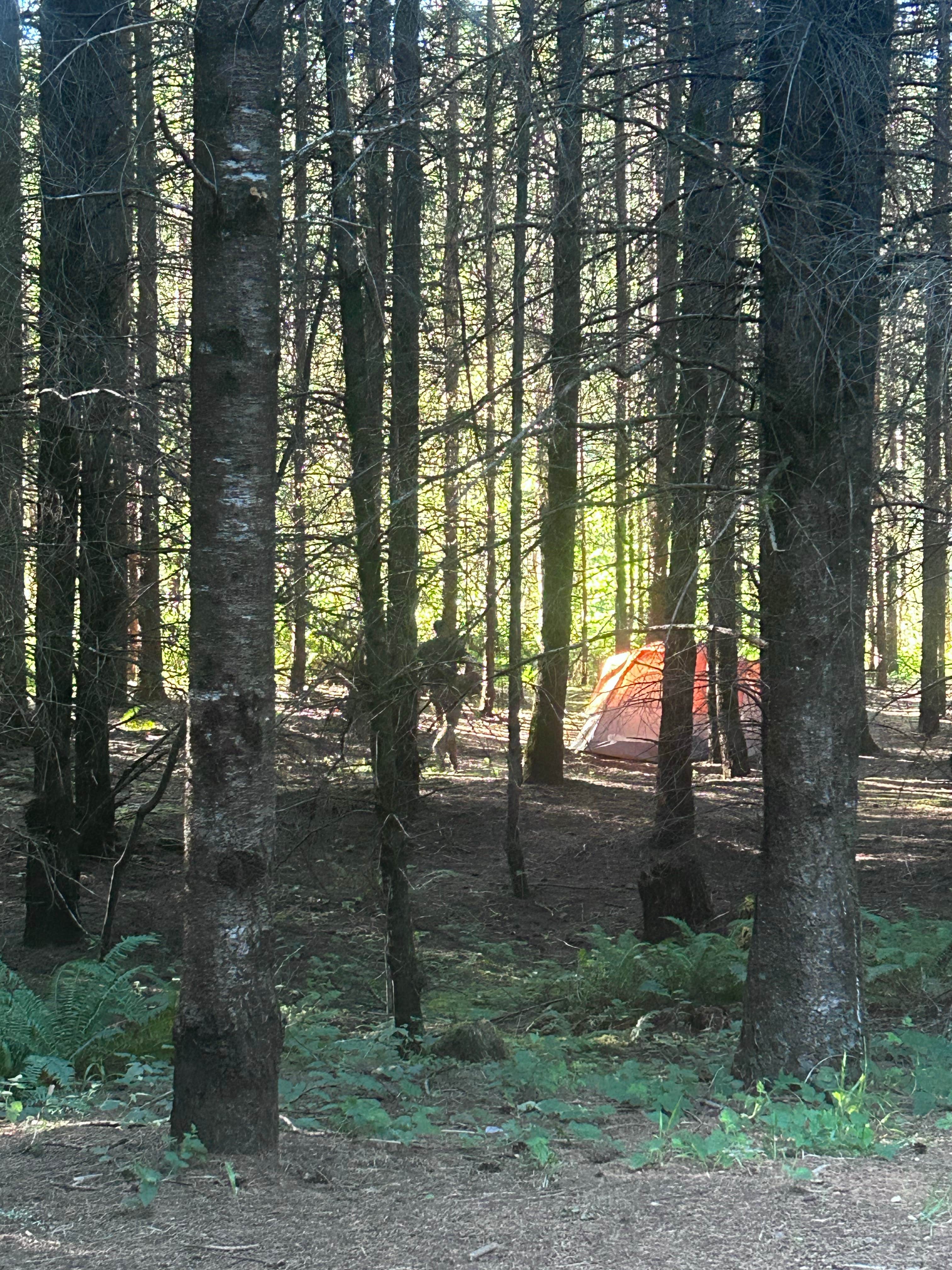 Valerie H.'s photo at River Bend County Park near Walterville, OR
