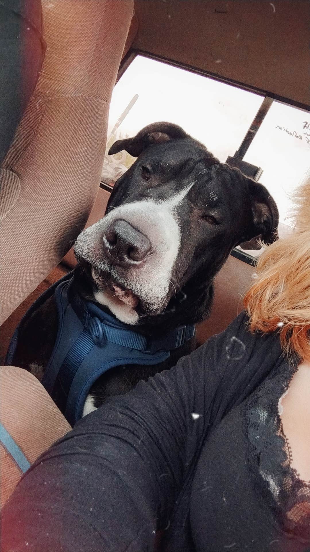 Steveyann G.'s photo of camping with pets at Schroeder Park near Grants Pass, OR