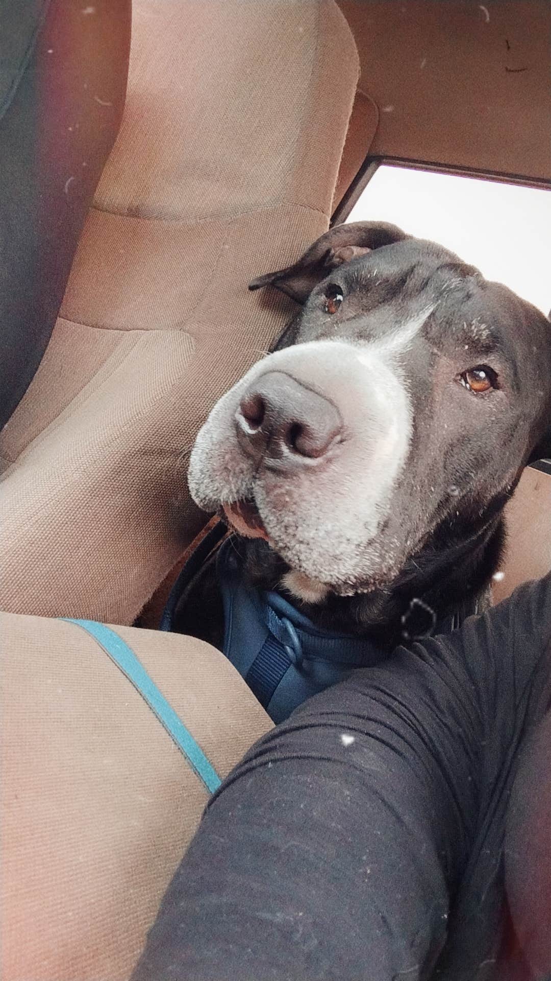 Steveyann G.'s photo of camping with pets at Schroeder Park near Grants Pass, OR