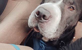 Steveyann G.'s photo of camping with pets at Schroeder Park near Kerby, OR