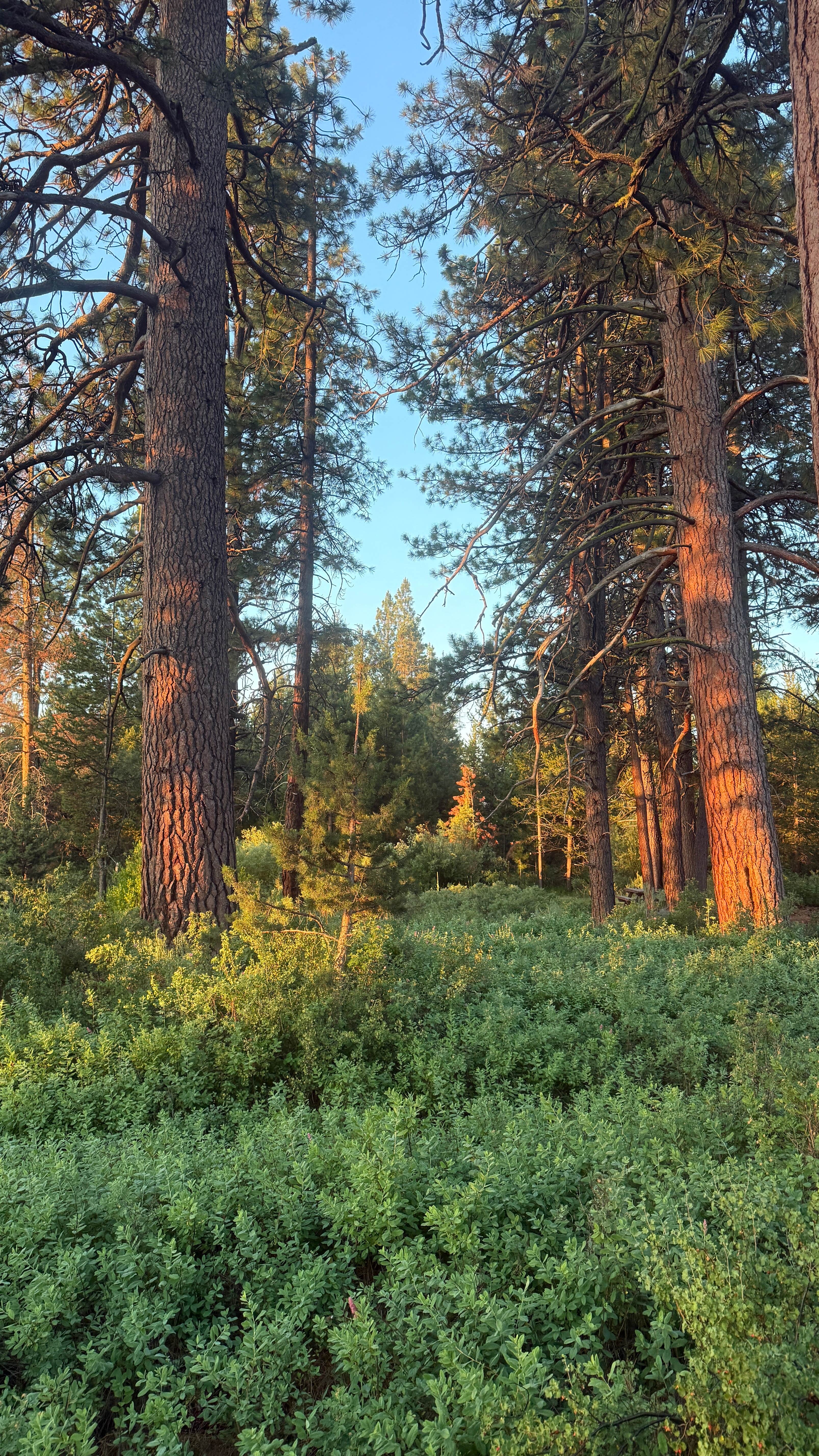 Camping near Upper Buck Creek: Silver Creek Marsh, Silver Lake, Oregon