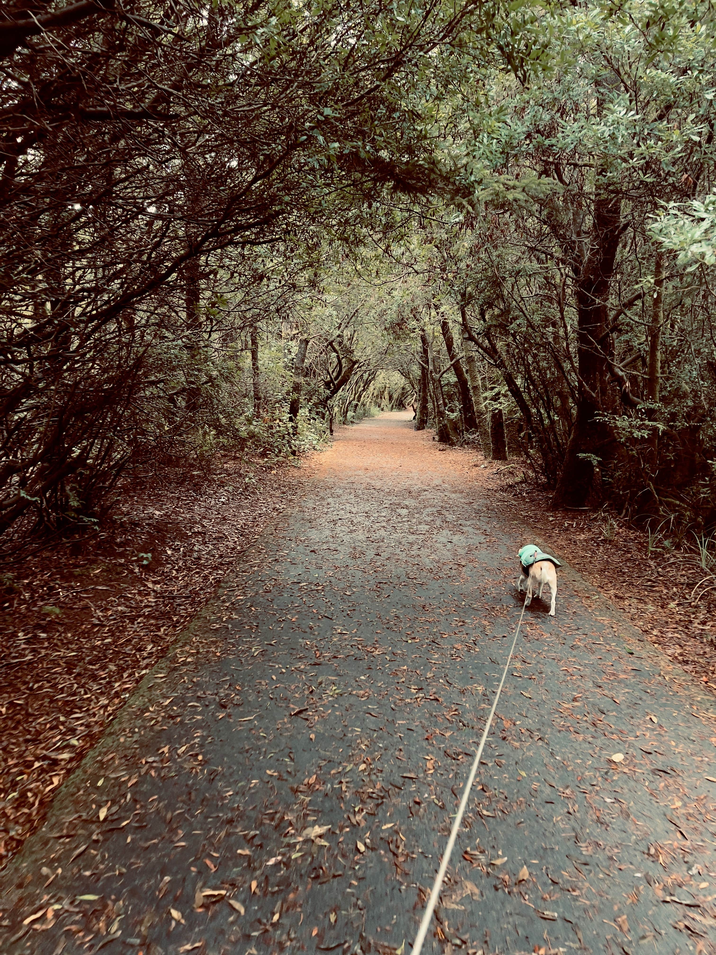 Jennifer A.'s photo of camping with pets at South Beach State Park Campground near Eddyville, OR