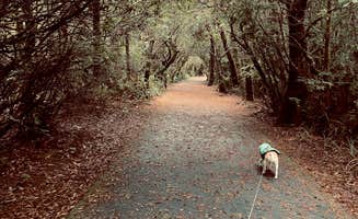 Jennifer A.'s photo of camping with pets at South Beach State Park Campground near Seal Rock, OR