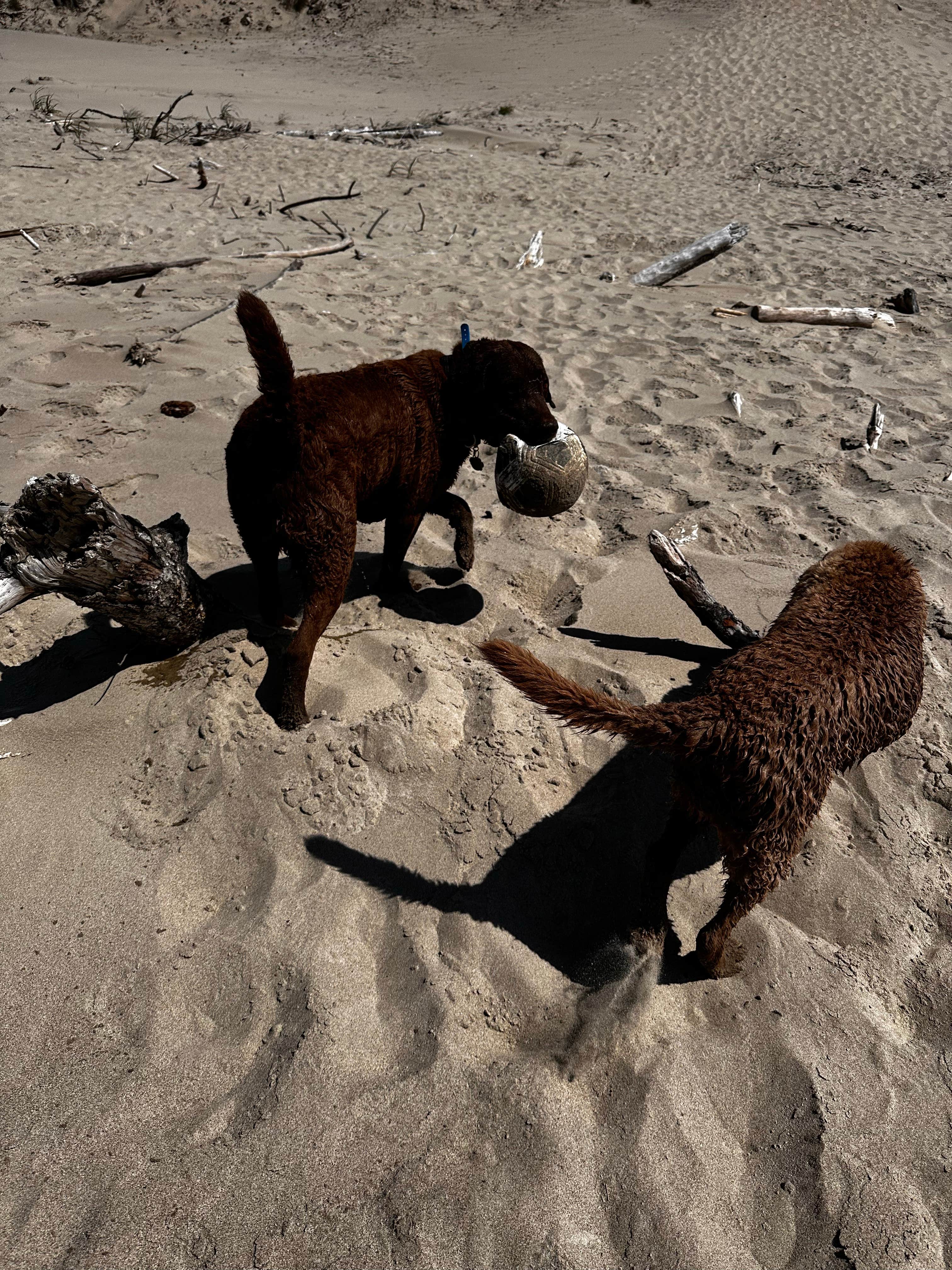 Camper submitted image from South Jetty Sand Camping - 4
