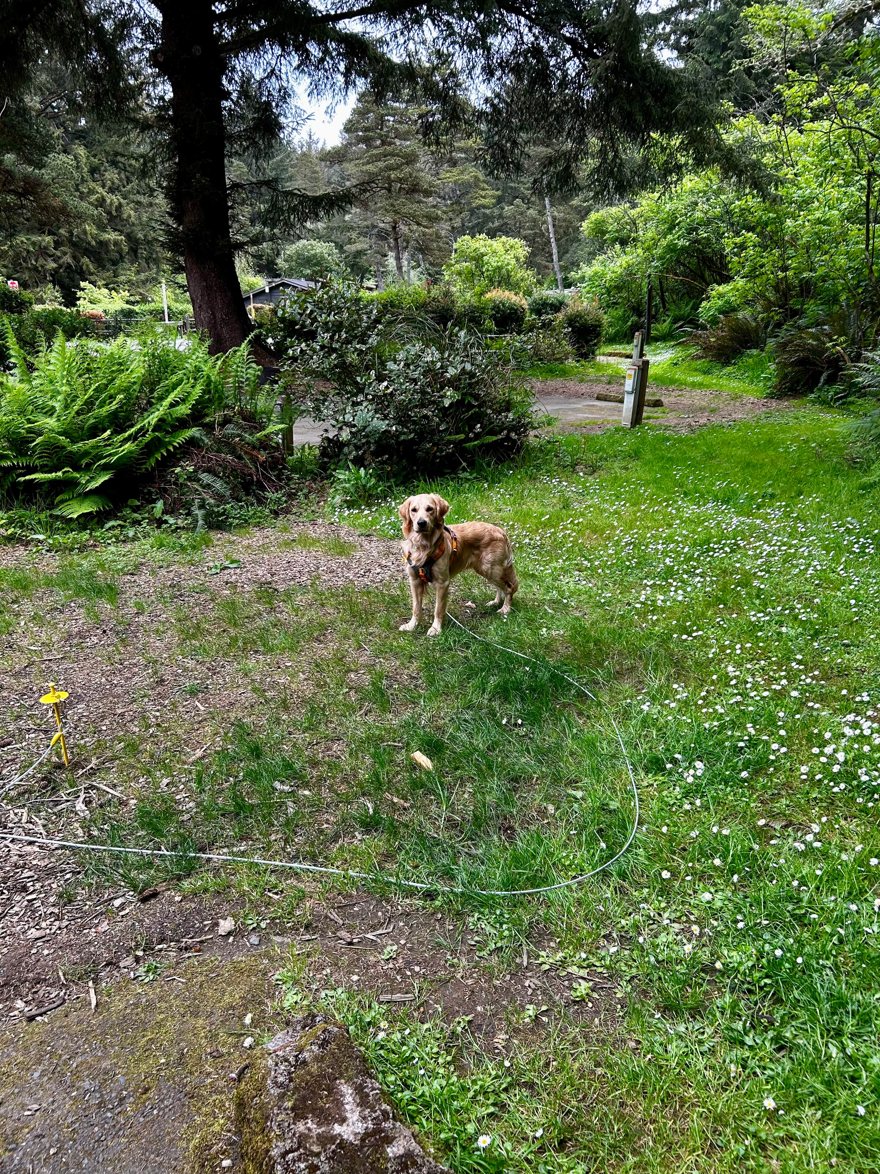 Jennifer C.'s photo of camping with pets at Sunset Bay State Park Campground near Myrtle Point, OR