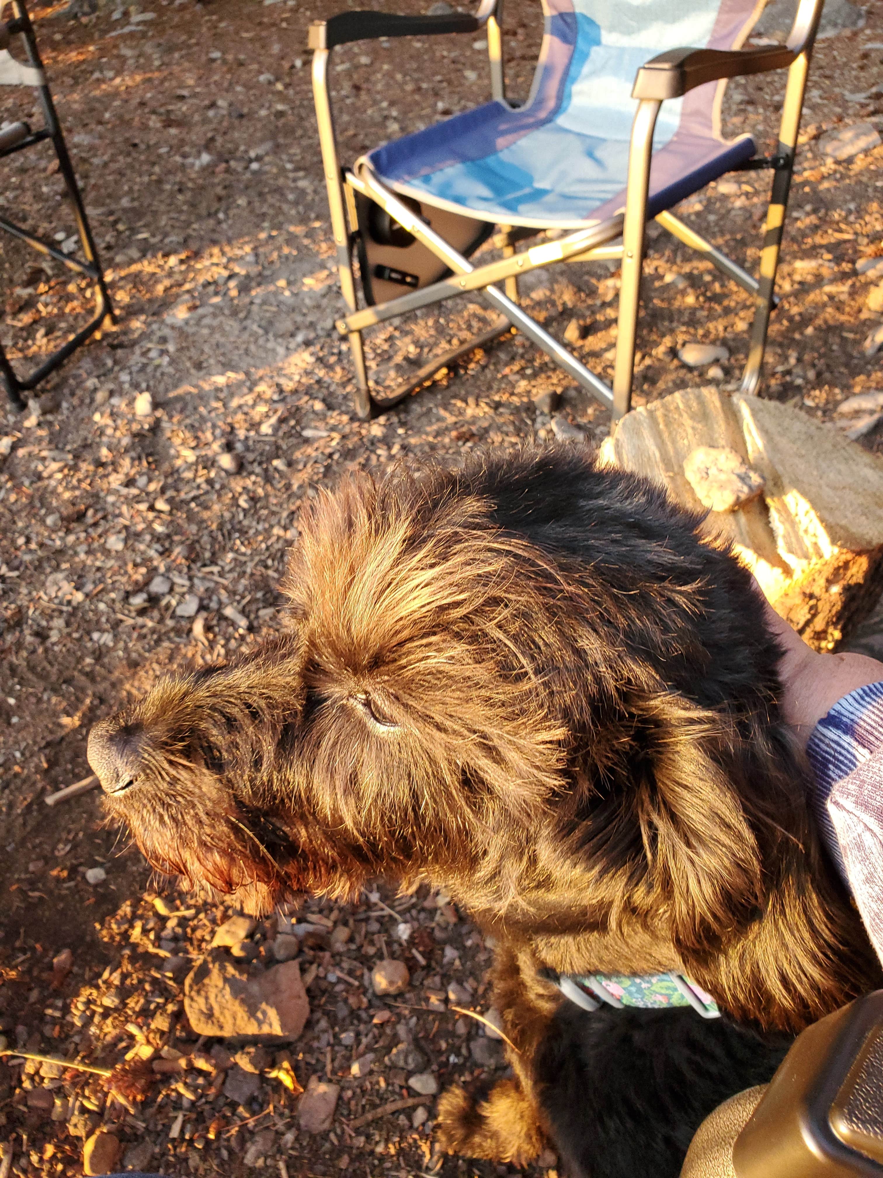 Peggy/Mark C.'s photo of camping with pets at Sunset Cove Campground near Diamond Lake, OR