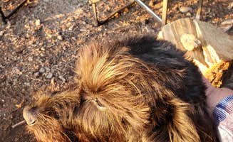 Peggy/Mark C.'s photo of camping with pets at Sunset Cove Campground near Chemult, OR