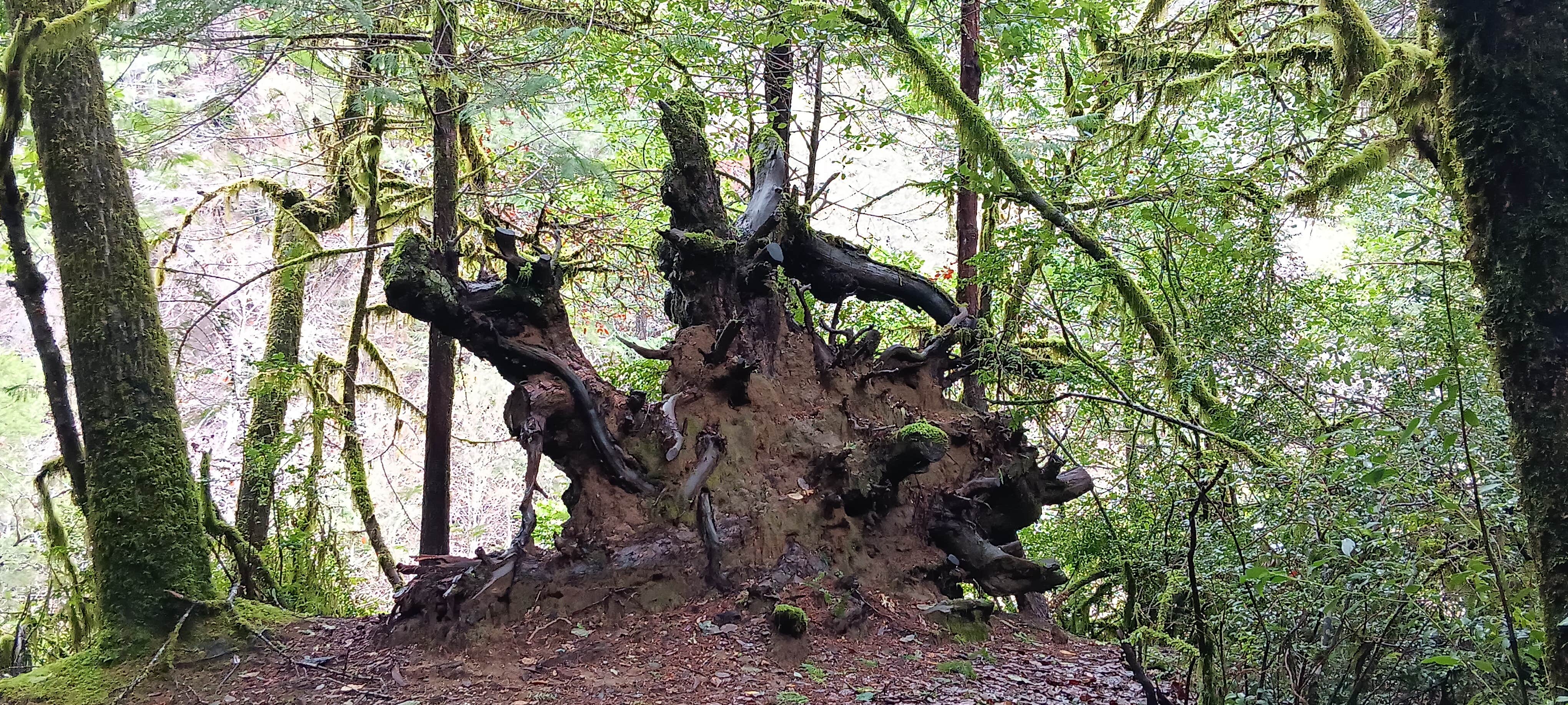 Camping near Butler Bar Campground: Sunshine Bar Campground, Rough River Lake, Oregon