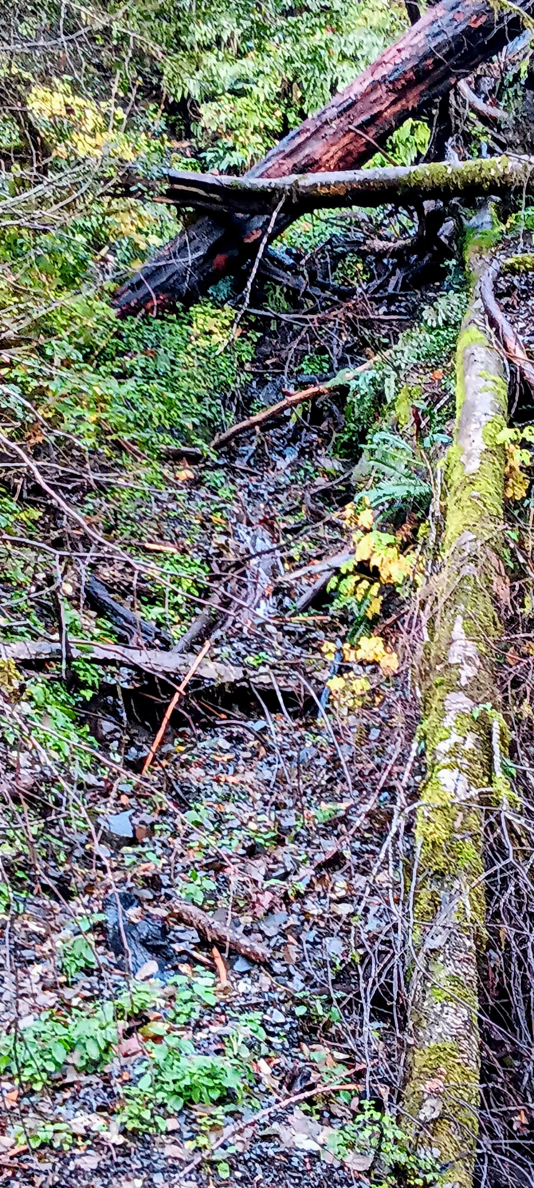 Camper-submitted photo at Sunshine Bar Campground near Port Orford, OR