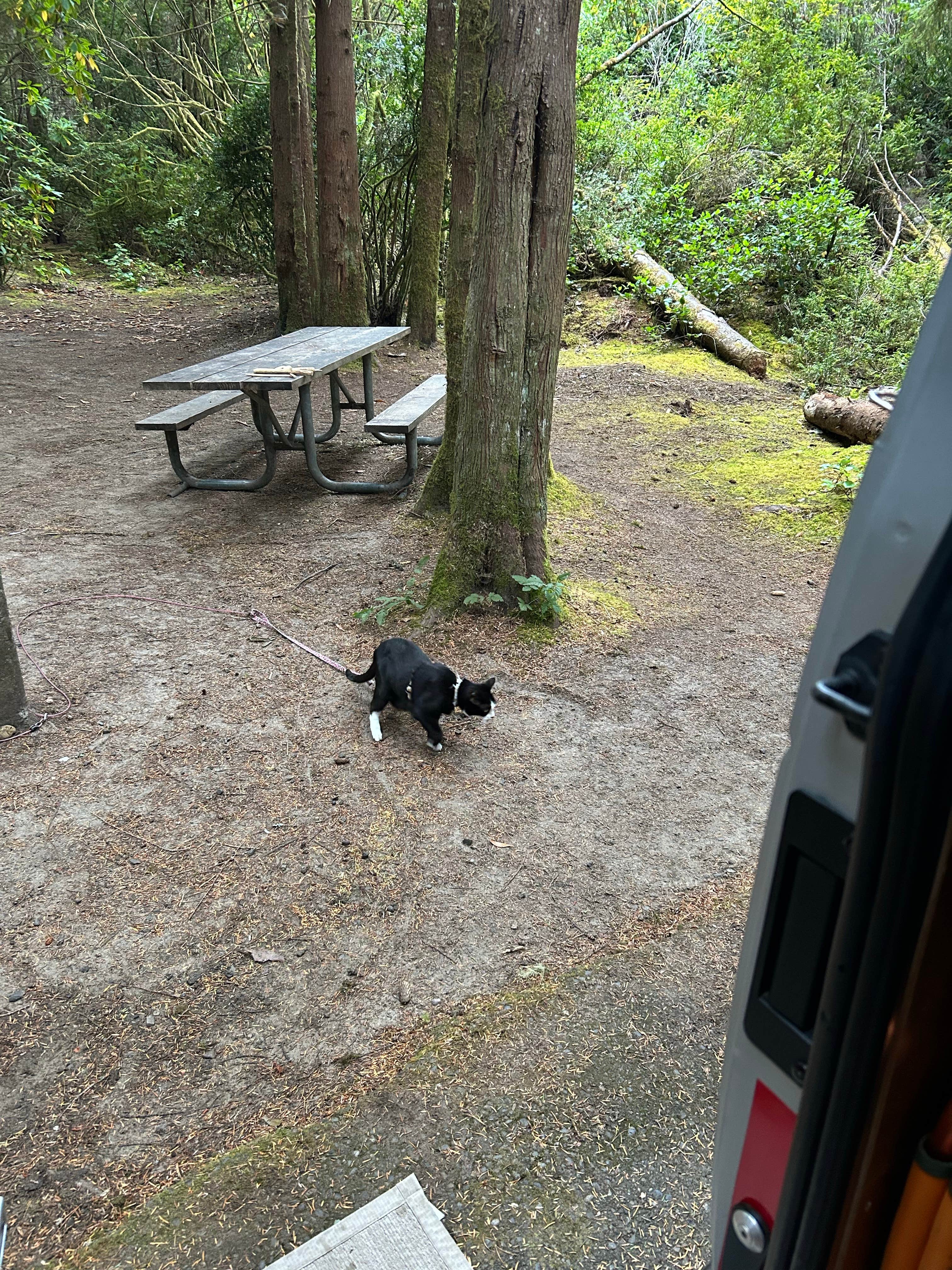 mitzi M.'s photo of camping with pets at Sutton Campground near Florence, OR