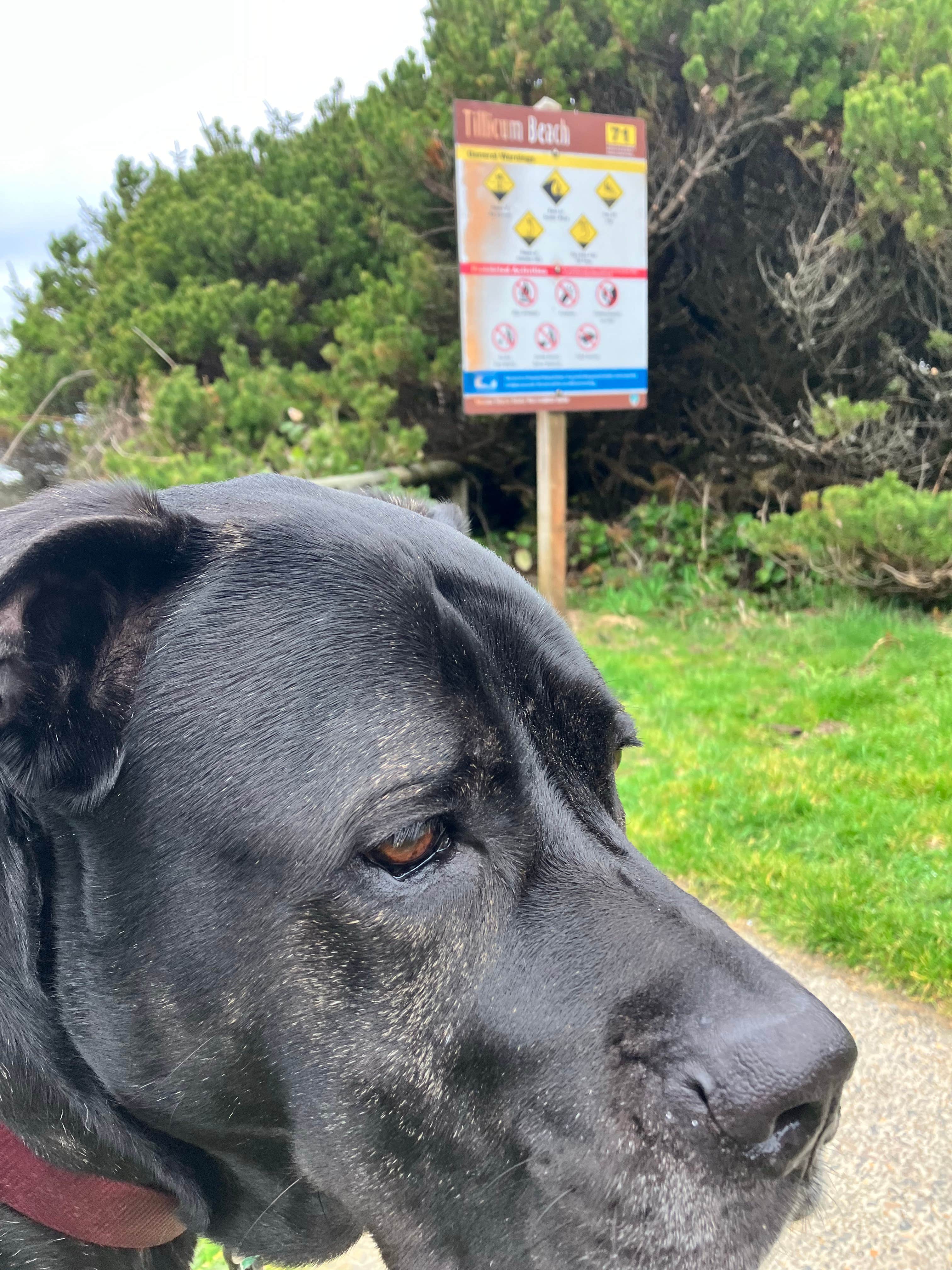 Libre J.'s photo of camping with pets at Tillicum Beach Campground near Newport, OR