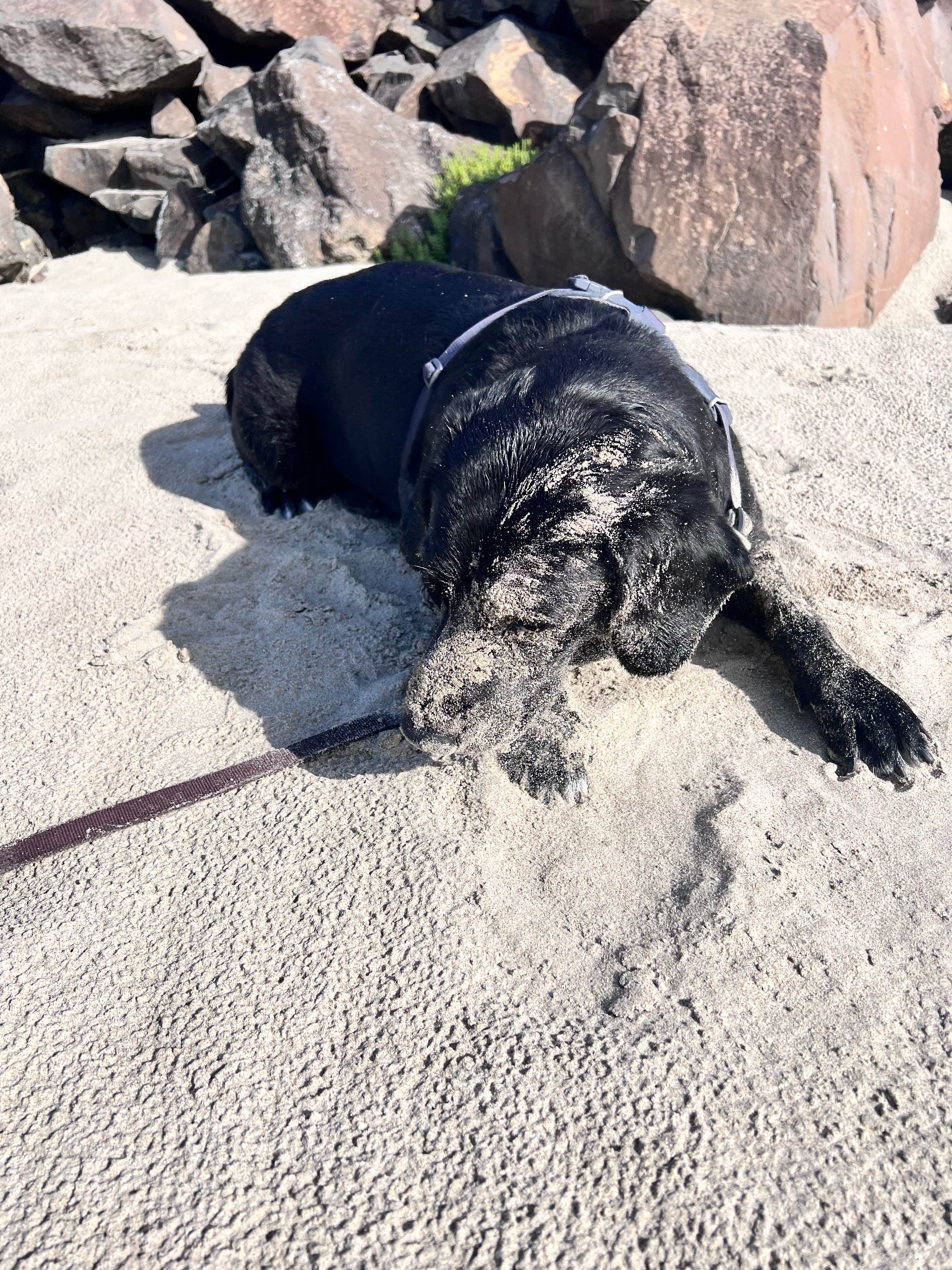 Kirsten G.'s photo of camping with pets at Tillicum Beach Campground near Agate Beach, OR