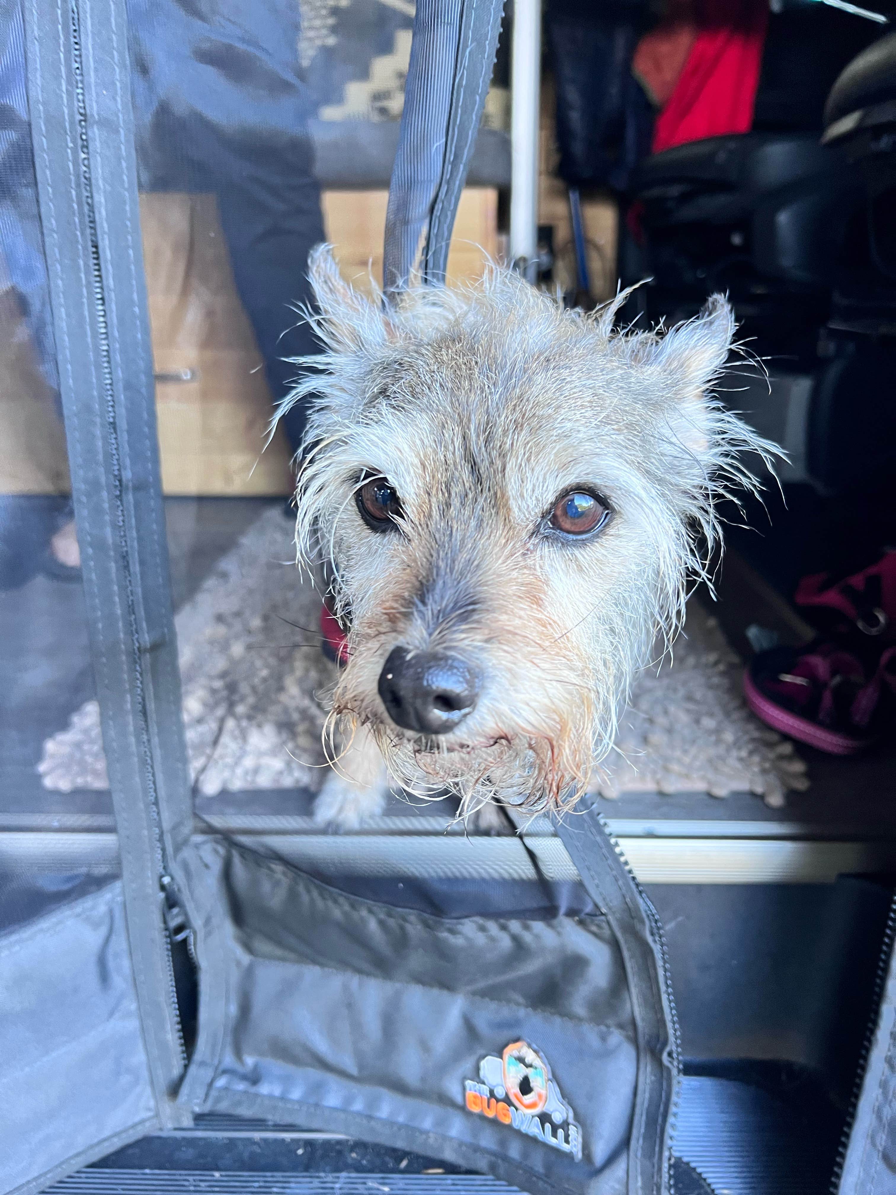 Kirsten G.'s photo of camping with pets at Tillicum Beach Campground near Agate Beach, OR