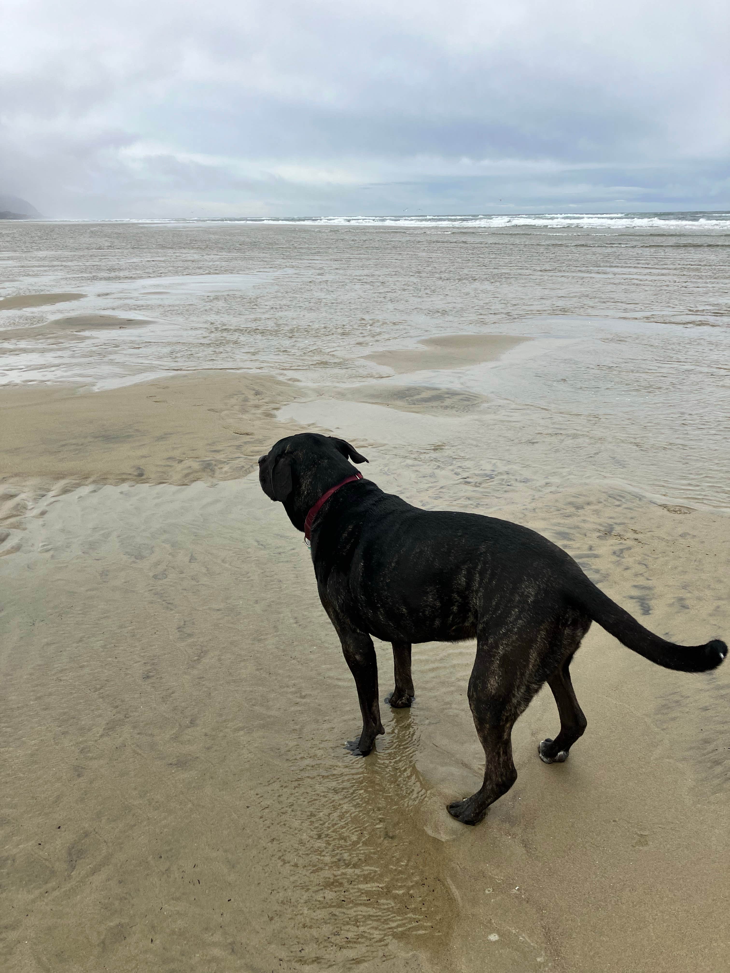 Libre J.'s photo of camping with pets at Tillicum Beach Campground near Mapleton, OR
