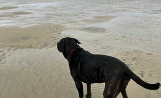 Libre J.'s photo of camping with pets at Tillicum Beach Campground near Seal Rock, OR