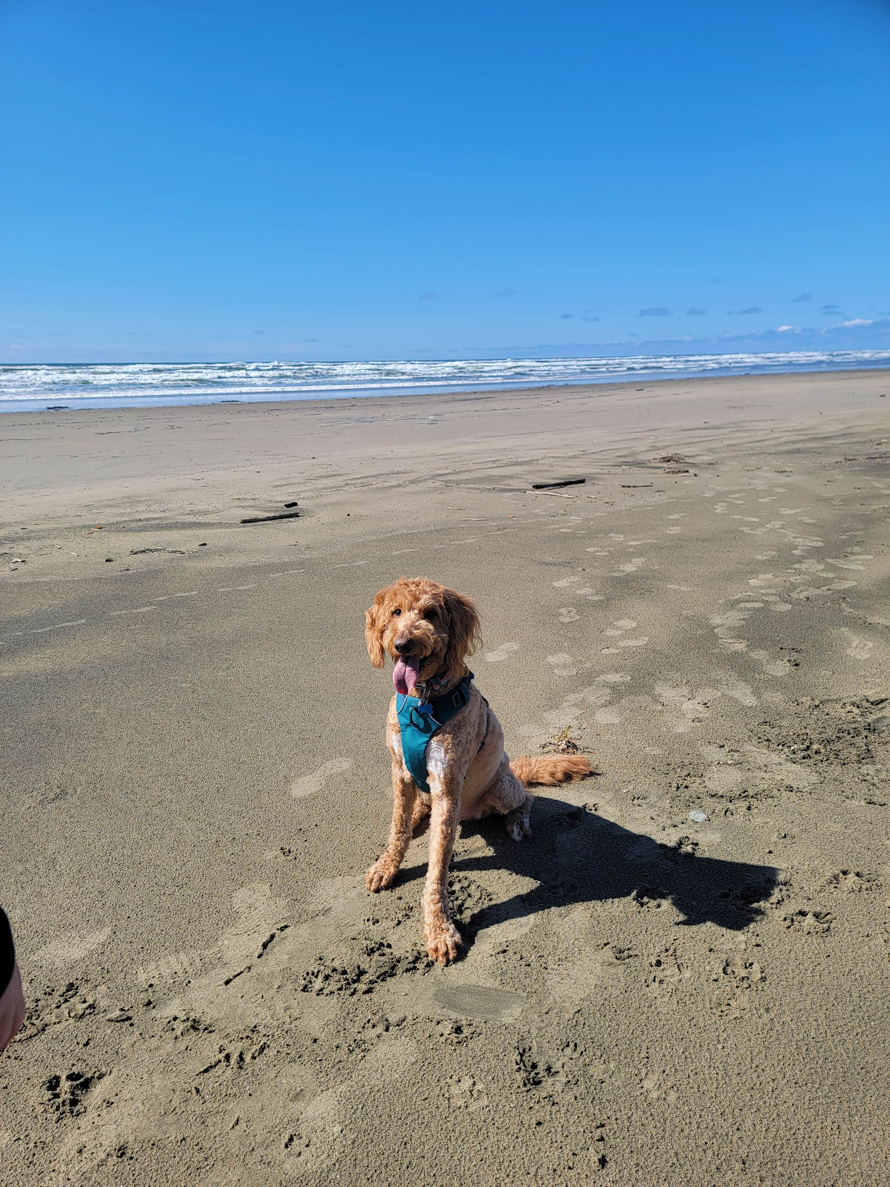 Beth V.'s photo of camping with pets at Tillicum Beach Campground near Agate Beach, OR