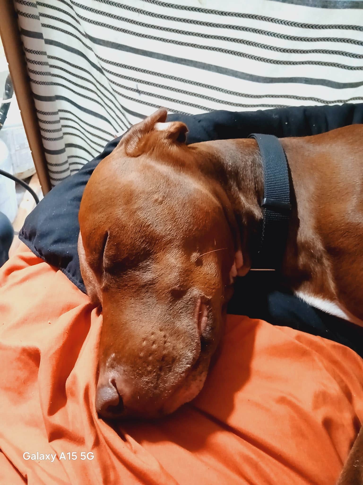 Jay-j O.'s photo of camping with pets at Tumalo State Park Campground near Brothers, OR