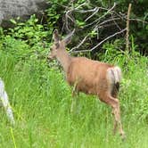 Review photo of Wallowa Lake State Park Campground by Kellie T., June 13, 2025