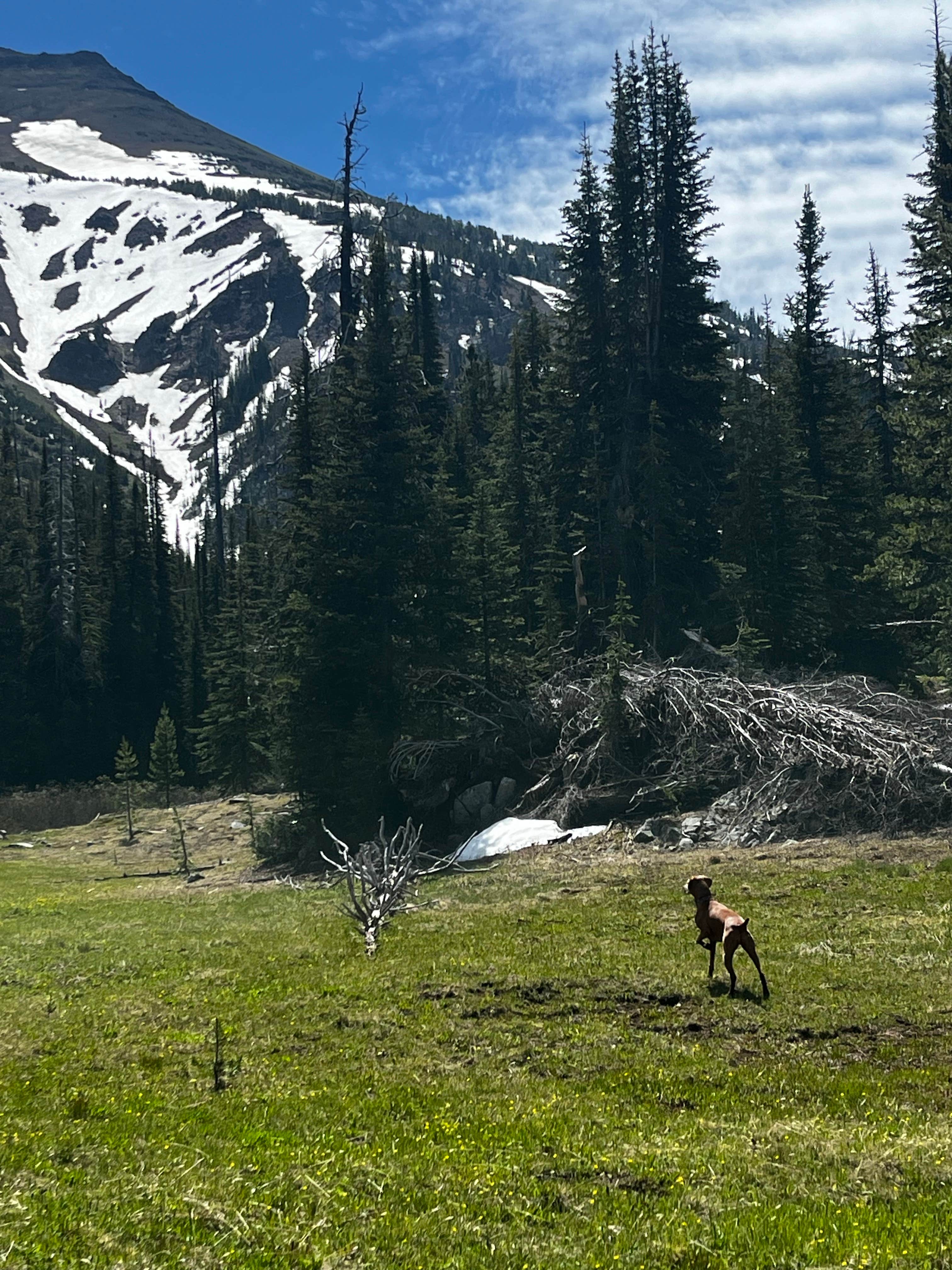 Katie G.'s photo of camping with pets at Wallowa Lake State Park Campground near Cove, OR