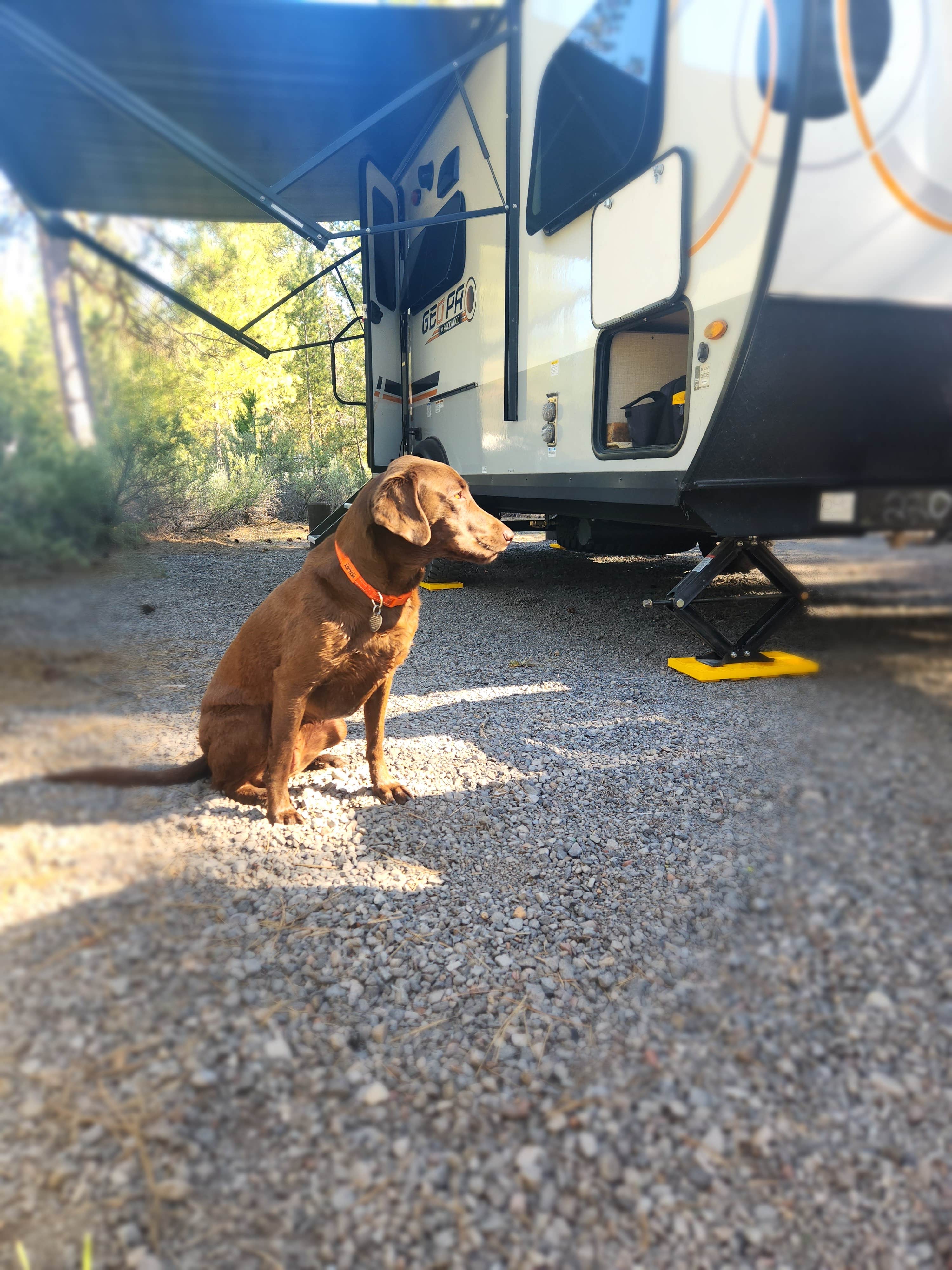 Traci B.'s photo of camping with pets at Williamson River Campground near Klamath Falls, OR