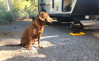 Traci B.'s photo of camping with pets at Williamson River Campground near Fremont-Winema National Forest