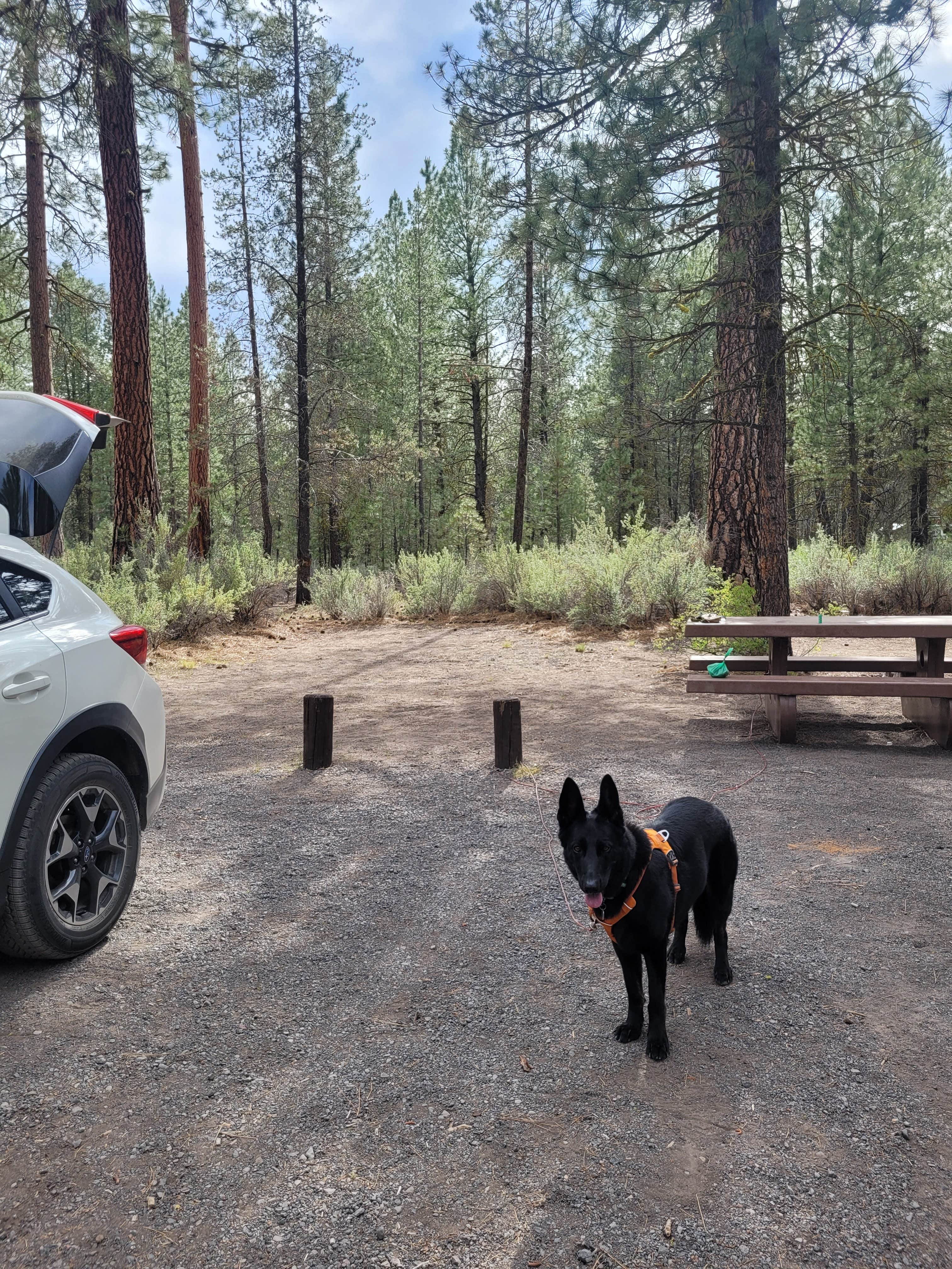 Michelle C.'s photo of camping with pets at Williamson River Campground near Crater Lake National Park