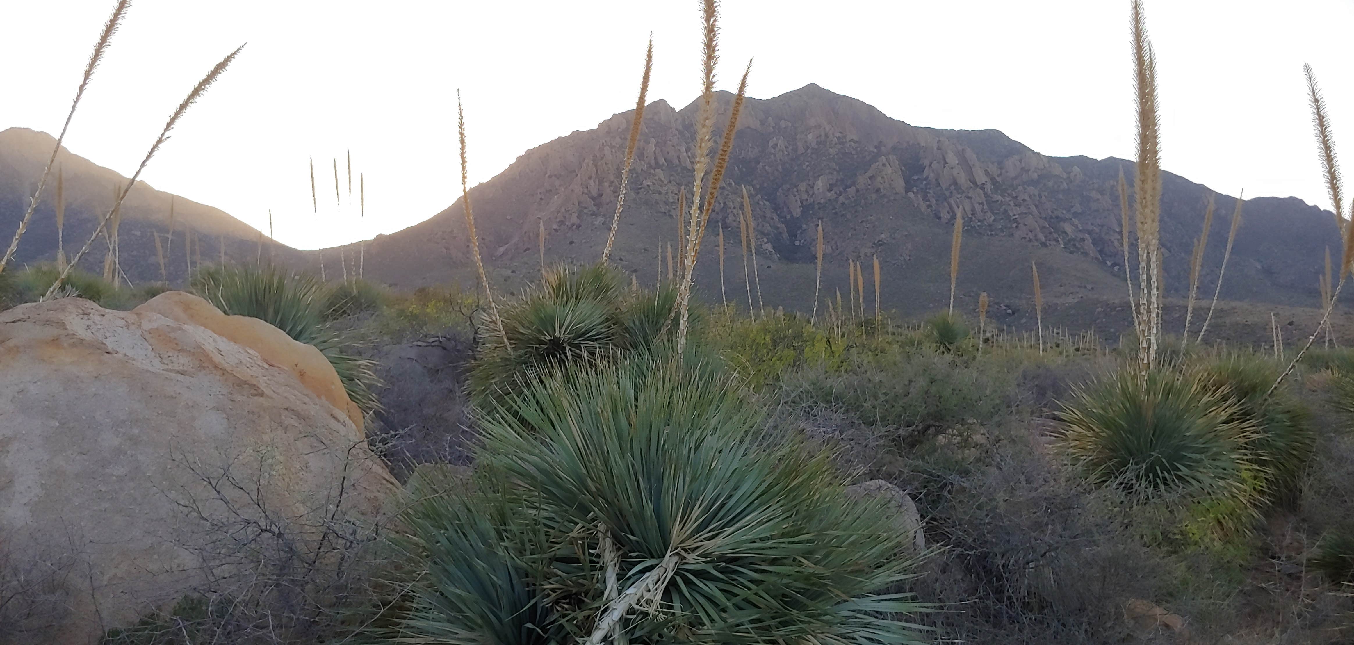 Camper submitted image from Organ Mountains Campground - 1