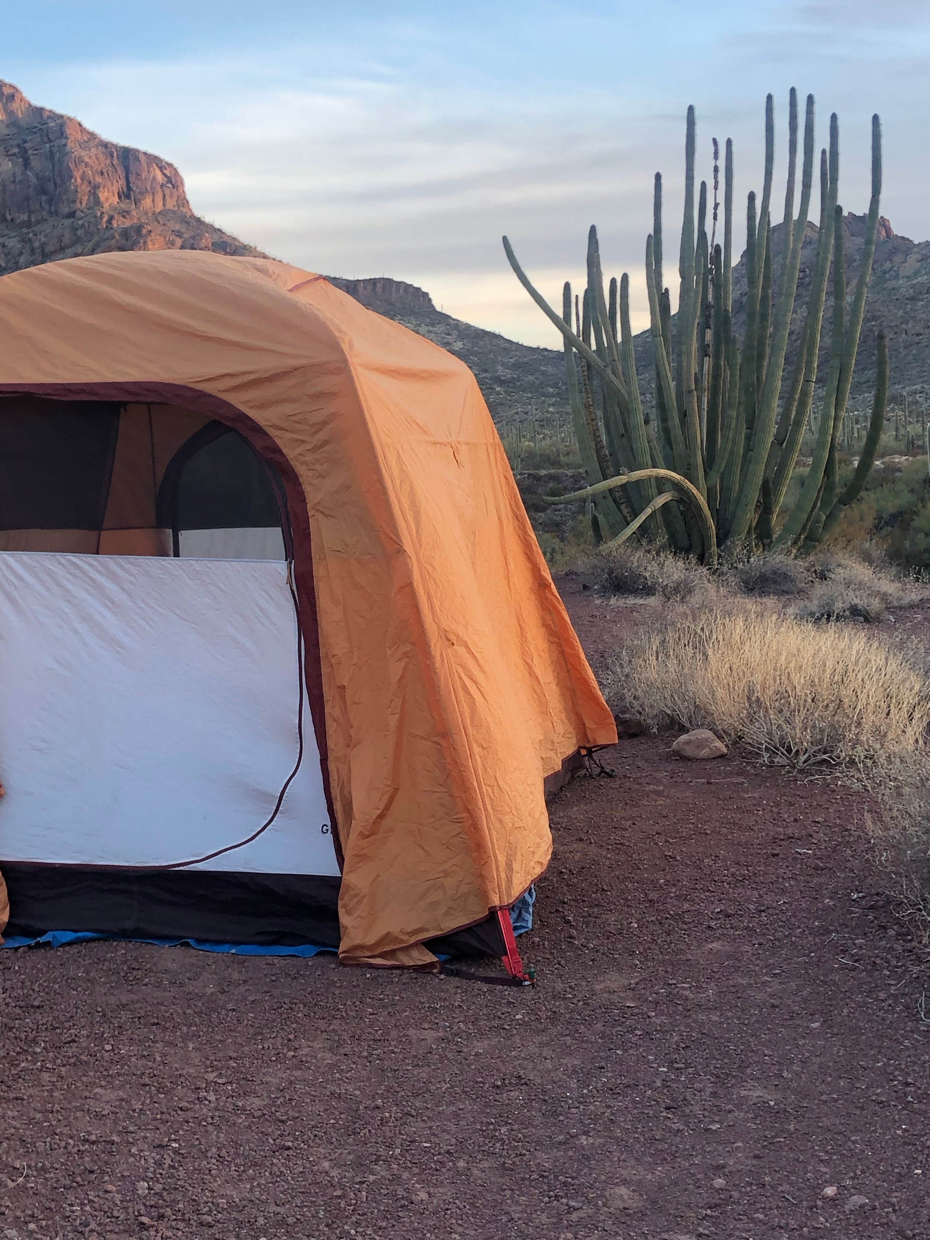 Camper submitted image from Alamo Canyon Primitive Campground — Organ Pipe Cactus National Monument - 5